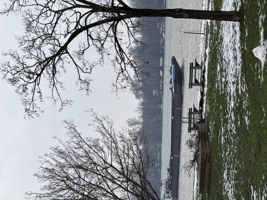 The image depicts a winter scene along the bank of the Danube River in Belgrade, Serbia, under an overcast grey sky.
In the foreground, patches of melting snow are interspersed with green grass on a flat lawn area. A small, irregular mound of snow is present in the lower right corner. Two large, bare deciduous trees frame the scene on the left and right, their intricate branches devoid of leaves extending upwards. Near the center-left, a low, rectangular concrete structure rests on the grass, adjacent to a cluster of dead branches. Two dark green park benches with horizontal wooden slats face the river in the midground. A slender, dark pole or marker protrudes from the water's edge to the right of the benches.
The wide, brownish-grey river dominates the middle ground, displaying slight surface ripples. A large, dark-hulled river barge, identified by the white letters "JVUPAC" on its stern section and "KUPAC" near its blue-painted bow, is moving from left to right across the frame. The barge has red vertical markings along its side. Two indistinct figures are visible on the deck of the tug portion at the barge's stern.
The far bank of the river is densely lined with bare, deciduous trees, forming a wooded area or island. Faint, small, dark structures are intermittently visible within the distant treeline.