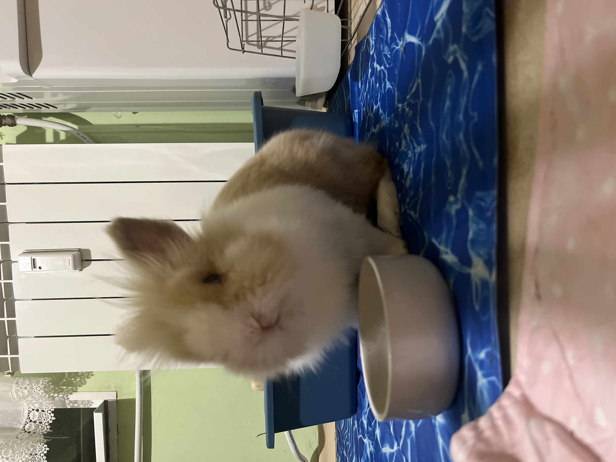 The image shows a close-up of a fluffy, tan and white bunny rabbit sitting on a blue mat with a white water pattern. The rabbit is facing the camera, with its nose and mouth slightly blurred. In front of the rabbit, to its left, is a light-colored bowl. Behind the rabbit, there is a blue plastic container. The background features a white radiator with vertical panels, and a green wall. To the left of the radiator, a white curtain with lace detailing is visible. A small white device is attached to the radiator. The scene appears to be indoors, possibly in a home environment. There is no indication of the location being in Vratsa, Bulgaria.