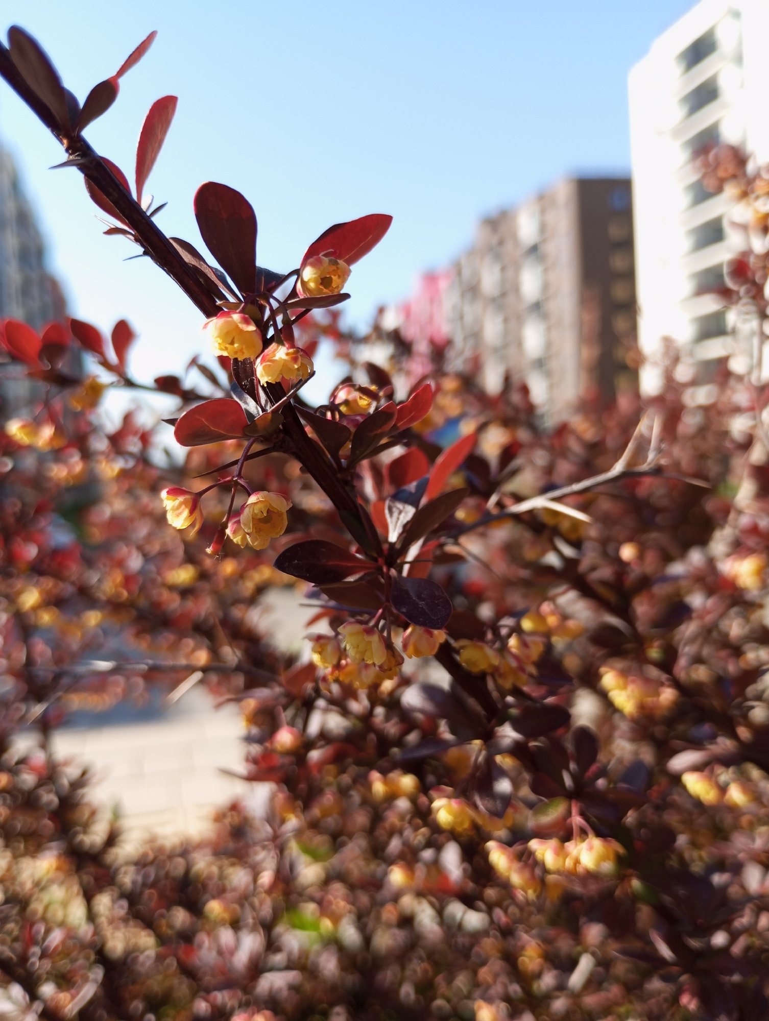 The image shows a close-up of a bush with reddish-brown leaves and small yellow flowers. The bush is in focus, while the background is blurred. In the background, there are buildings, likely apartment buildings, and a clear blue sky. The scene appears to be in an urban environment, possibly a park or garden in Pervomaysky, Russia. No people are visible in the image. The primary subject is the flowering bush.