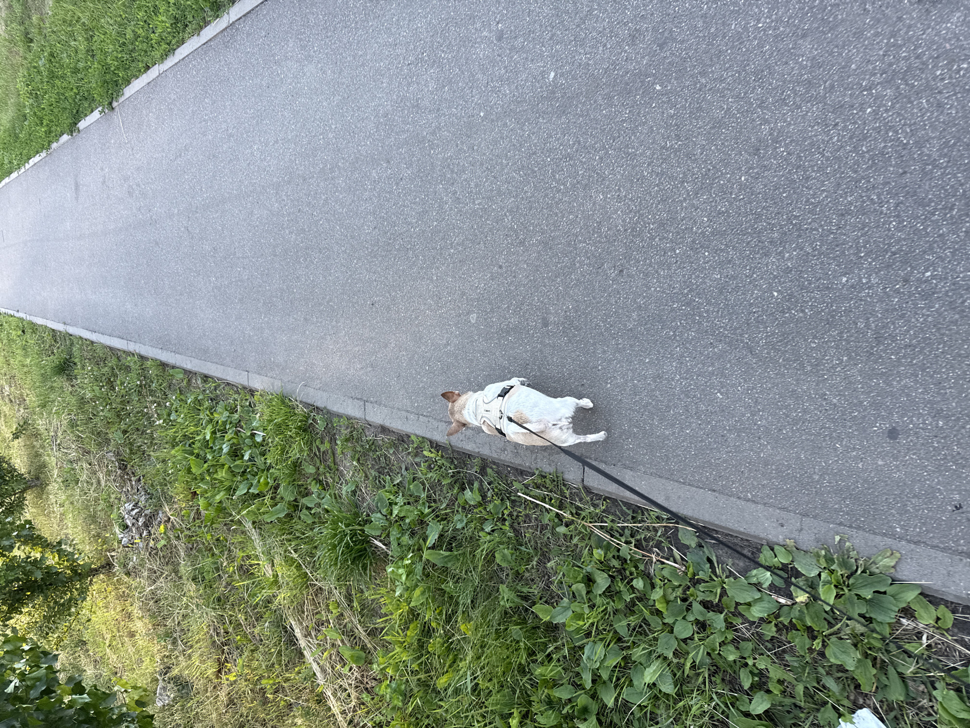 A French bulldog, wearing a light-colored harness, is walked on a black leash along a paved walkway. The walkway runs parallel to a grassy embankment bordered by a concrete curb. The embankment is covered in green grass and various weeds, with a few trees visible in the background. The lighting suggests it is daytime, possibly late afternoon due to the long shadows. The scene is likely a park or a residential area with pedestrian paths. No specific landmarks in Tambov, Russia are identifiable in this image.