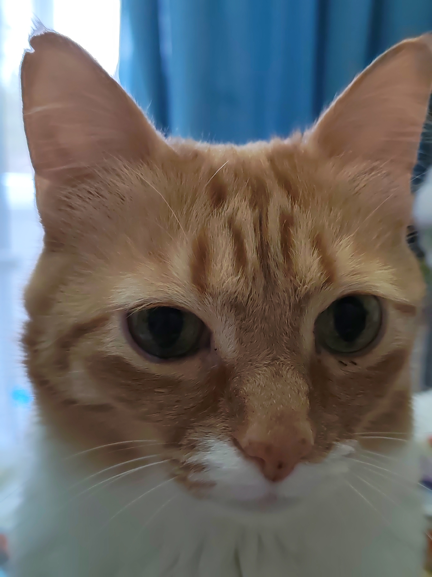 A close-up shot focuses on the face of an orange tabby cat. The cat has green eyes, and a pink nose, with a white patch on its lower face. The background is out of focus, showing a blue curtain. It is impossible to determine the location as Chaikovsky, Russia based solely on the provided image.