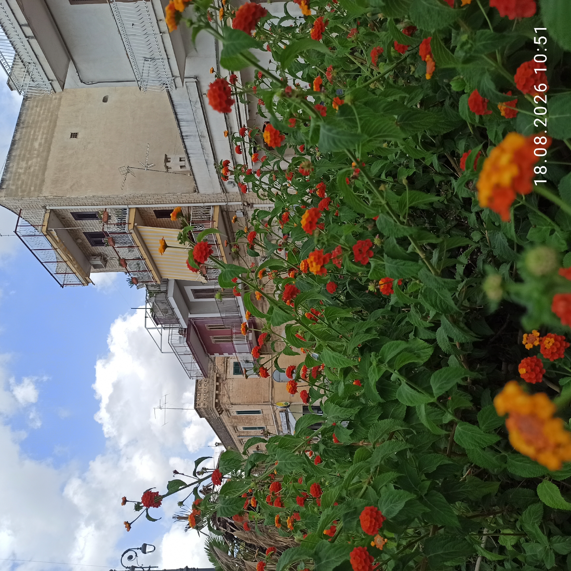 The image depicts a vibrant close-up of red and orange Lantana flowers in bloom, with a blurred background of buildings and a cloudy blue sky. The flowers are densely clustered and fill the foreground, their green leaves providing a lush contrast to the bright blossoms.
The background reveals a street scene in Bitonto, Italy. To the left, a black lamppost with a decorative glass lantern is visible, and palm fronds peek from behind the flowers. Several multi-story buildings with balconies line the street. One building is a pale yellow, adorned with white railings and dark shutters. Another building to its left is painted a deep red and has a gray accent. Further in the distance, a light-colored building with a textured facade and an antenna is seen. The architecture suggests an urban setting, characteristic of Italian towns.
The overall impression is one of a bright, sunny day in a Mediterranean city, with nature's beauty taking center stage in the foreground. The timestamp "18.08.2026 10:51" is superimposed on the lower right corner of the image. No people are present in the scene.