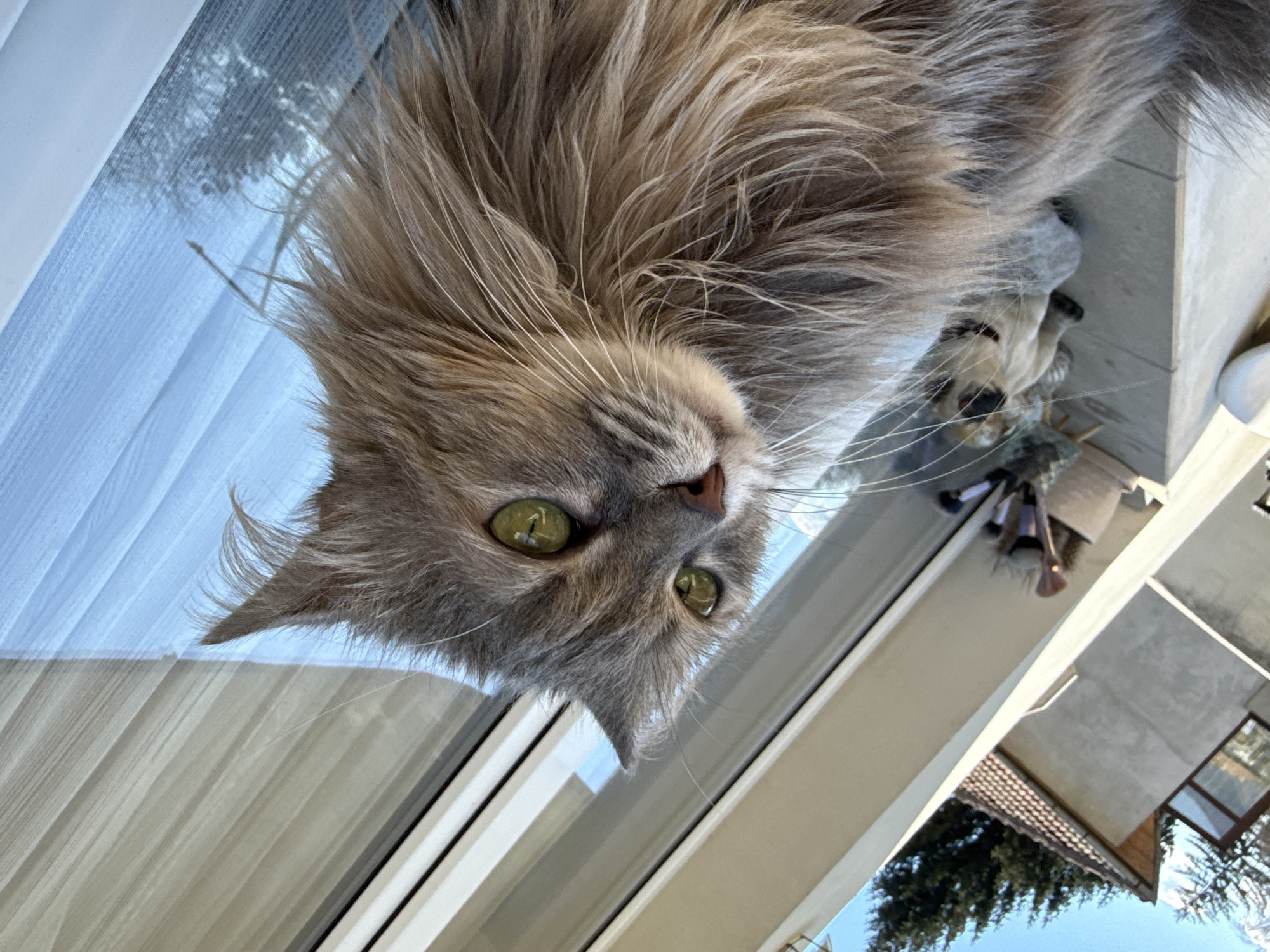 A medium shot depicts a grey, fluffy cat with green eyes, positioned upside down. The cat is partially resting on a light-colored window frame with vertical blinds. Outside the window, a building with a grey exterior and a brown tiled roof is visible against a blue sky. The scene appears to be shot in daylight. The location is in Kazanlak, Bulgaria.