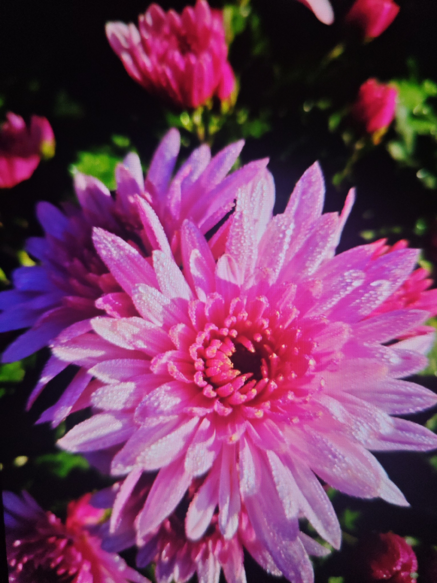 A close-up, vertically oriented photograph showcases several vibrant pink chrysanthemum flowers. The central flower, in sharp focus, displays numerous delicate petals adorned with tiny water droplets, suggesting a recent watering or morning dew. The petals transition in color from a deep fuchsia at the center to a lighter pink towards the tips. Behind this prominent bloom, other chrysanthemum flowers and buds are visible, some in focus and others blurred, creating a layered effect. The background is dark and indistinct, with hints of green foliage. The image appears to be a still photograph of flowers, possibly in a garden setting. There is no indication of Krasnaya Polyana, Russia, or any specific location within it.
