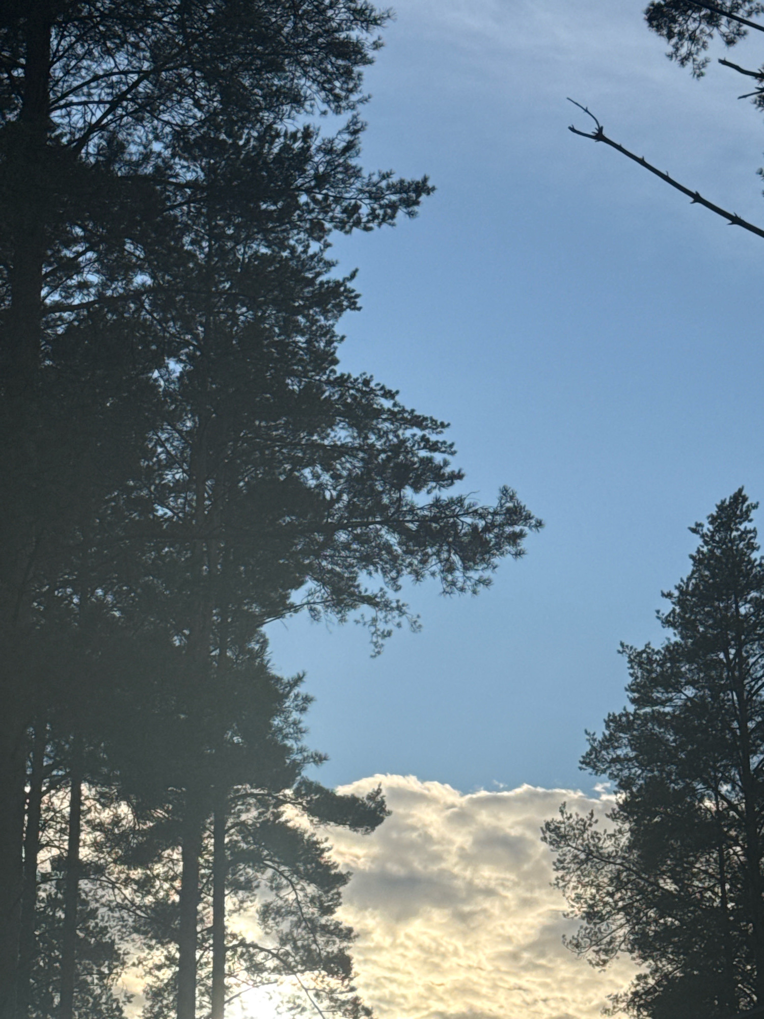 The image displays a view of the sky through the silhouetted branches of pine trees. The sky is a clear blue, with a band of luminous, golden-tinged clouds stretching across the lower portion of the frame. On the left side, the dark silhouettes of several tall pine trees and their branches dominate the foreground, obscuring much of the sky. On the right side, another pine tree's silhouette is visible, with its branches reaching upwards and towards the center. A bare, forked branch extends diagonally from the upper right towards the center of the image. The lighting suggests it is either sunrise or sunset, with the sun likely positioned behind the clouds. The scene is outdoors and appears to be in a natural or semi-natural environment, consistent with a location like Нева-2 Снт, Russia, known for its dacha communities and surrounding forest areas. There are no people or discernible structures visible.