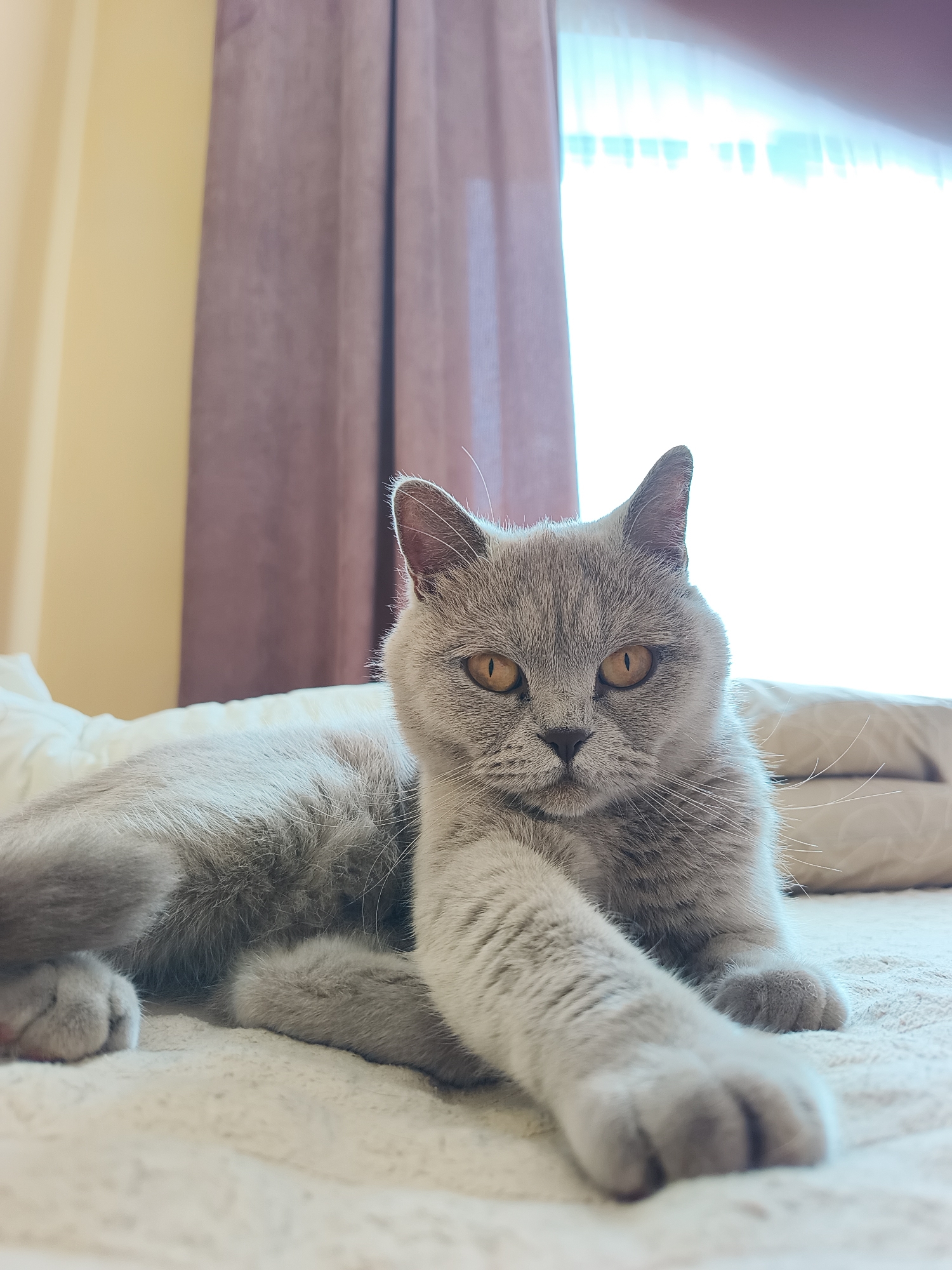 A British Shorthair cat with grey fur and amber eyes is lying on a bed. The cat is looking directly at the camera with one paw extended. The background consists of a window with sheer curtains and a wall. The scene appears to be indoors, likely in a bedroom. There is no discernible information in the image to suggest it is located in Ternopil, Ukraine.