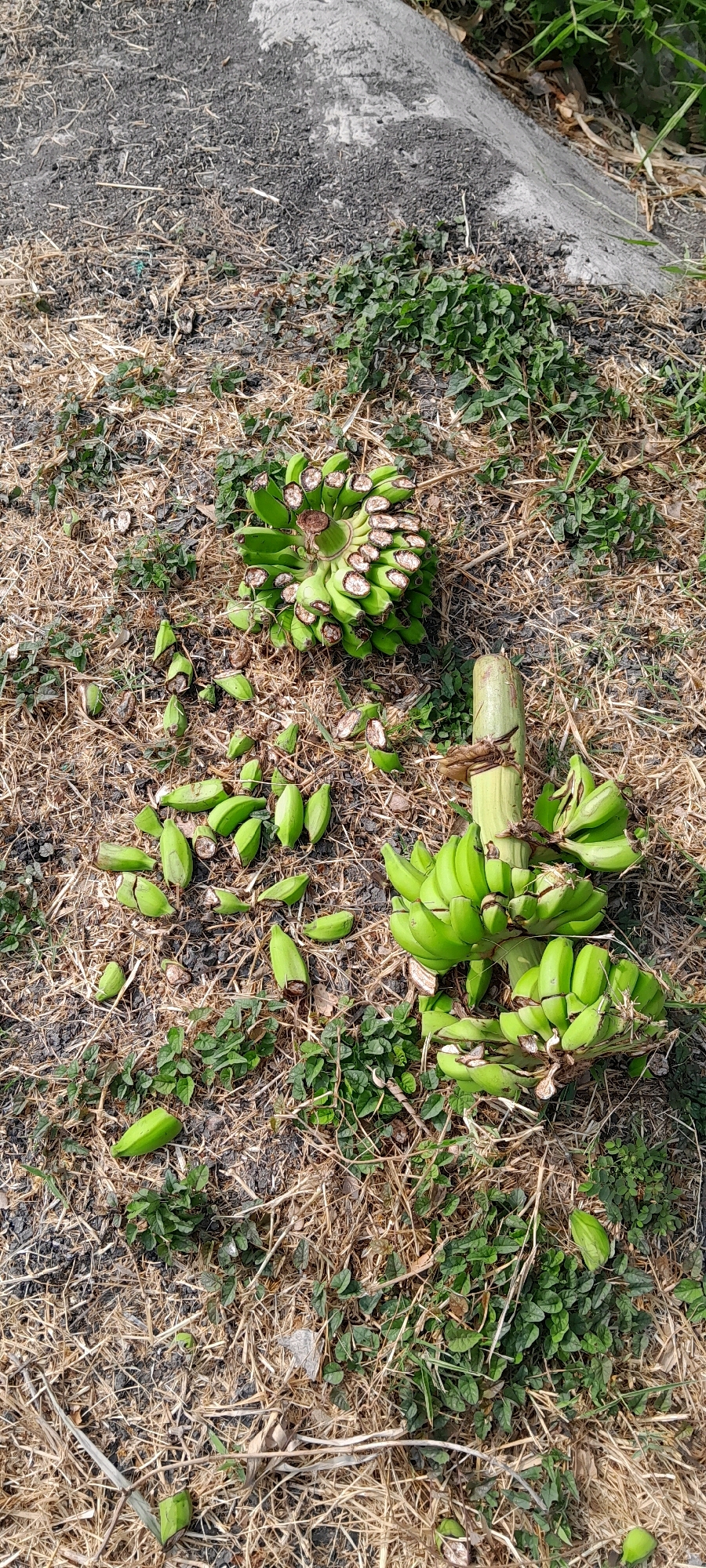 Two severed banana flower heads lie on the ground in an outdoor environment, possibly a field or roadside in Bendungan, Indonesia. The foreground shows dry, straw-like vegetation and scattered green leaves, with patches of dark soil. The banana flower heads are cut at their stalks, and individual bracts and florets are visible. Some of the florets appear to have separated from the main heads and are scattered around. The overall scene is lit by natural daylight, casting shadows on the ground.