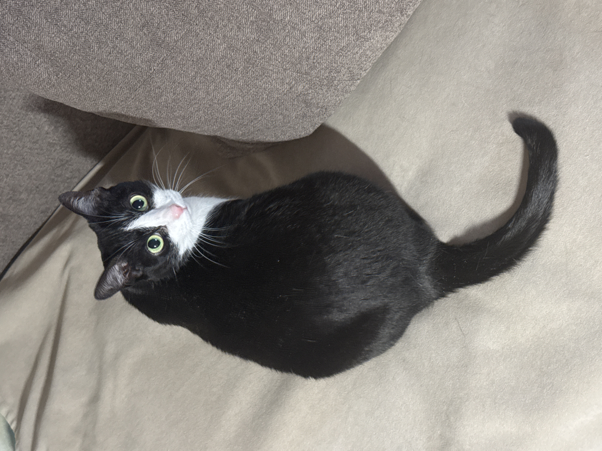 A black and white tuxedo cat lies on a light beige or cream colored sofa or cushion. The cat is positioned with its head tilted back and to the left, looking upwards with wide, green eyes. The cat's tail curls upwards at the end. Part of a grey-brown cushion or sofa is visible at the top left corner of the image. The setting appears to be indoors. No specific details point to Chaikovsky, Russia.