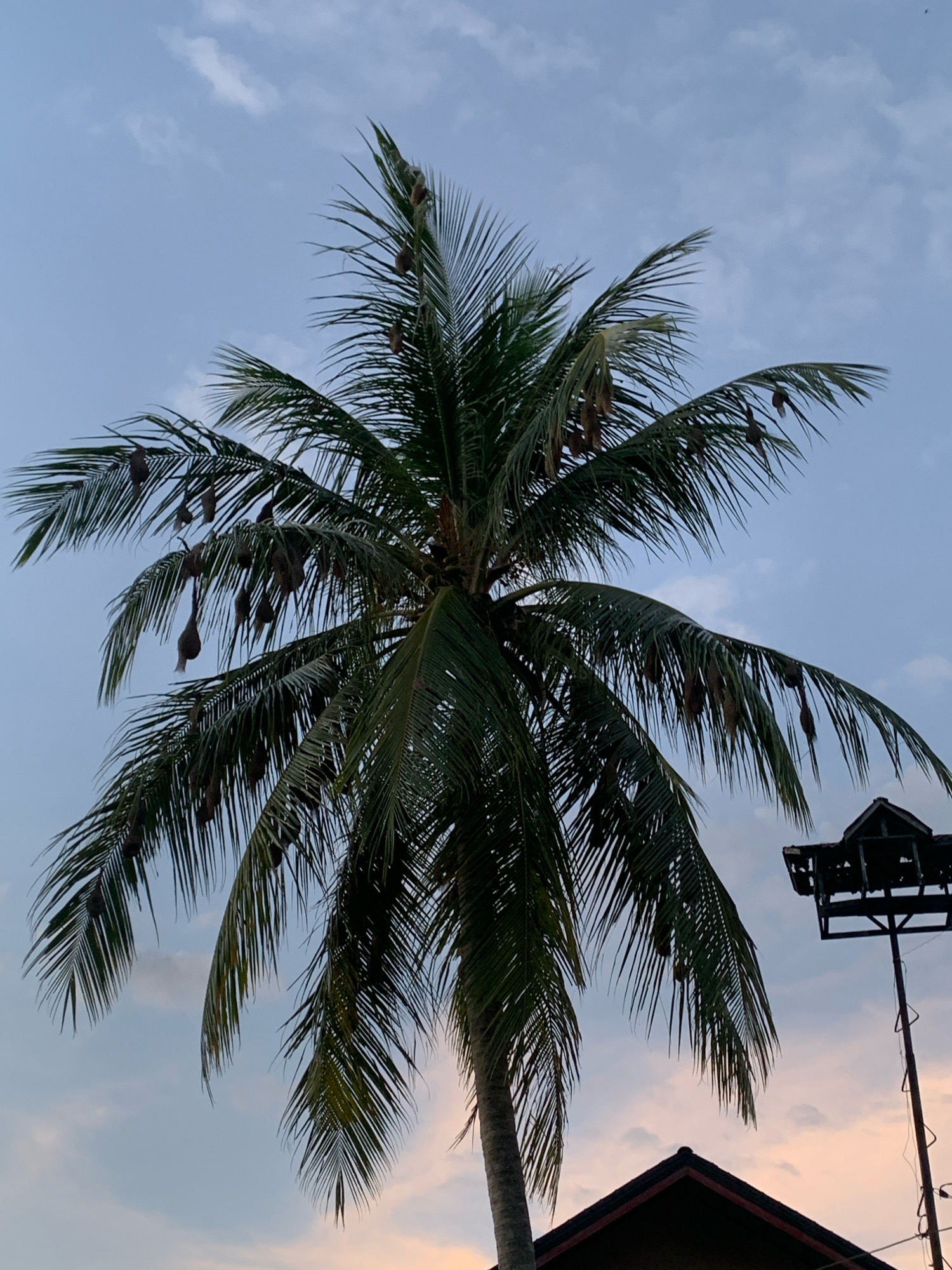 In Palohawe, Indonesia, a tall coconut palm tree dominates the frame, its fronds reaching towards a dusky sky. Numerous bird nests, appearing as small, teardrop-shaped structures, hang from the branches, suggesting a thriving avian population. In the background, the silhouette of a building with a dark, gabled roof is visible. To the right of the palm tree, a tall, dark, pole-mounted structure, possibly a speaker or a lighting fixture, stands against the sky. The sky itself is a gradient of soft blues and hints of peach, indicating either dawn or dusk. The scene is tranquil, with no people or animals actively present in the immediate view.