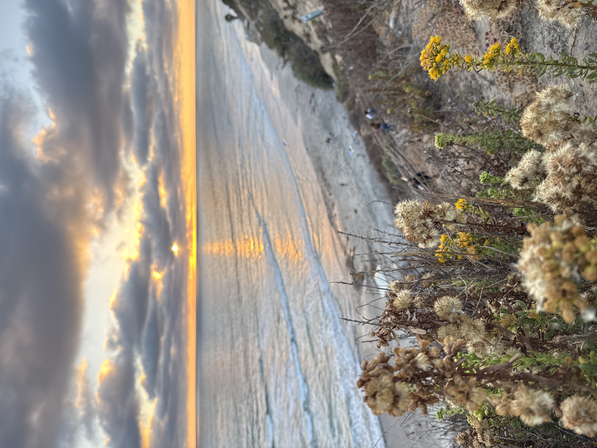 A vertical, medium-shot, eye-level, outdoor photograph captures a coastal sunset scene in Encinitas, California. The foreground is dominated by dried, fluffy seed heads of coastal vegetation, some with small yellow flowers. In the middle ground, a sandy beach stretches along the ocean, with a few people scattered across it. A steep, vegetated cliffside slopes down to the beach. The background features the vast Pacific Ocean with gentle waves rolling in, and a horizon illuminated by a setting sun. The sky is filled with dramatic clouds, tinged with orange and yellow from the sunset.