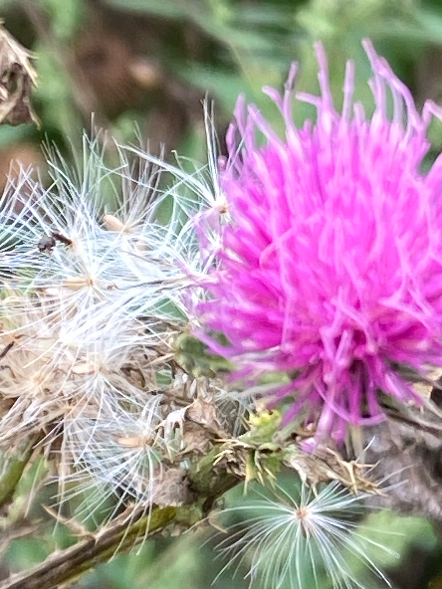 A close-up, shallow depth-of-field photograph shows a thistle plant. The right side of the image is dominated by a vibrant, fuzzy pink thistle flower. To the left of the flower, the seed head of another thistle is visible, composed of numerous delicate white filaments. A small, dark insect is perched on one of these filaments. The background is a blurred mix of green foliage and brown earth. No specific location in Novokuznetsk, Russia is identifiable from the image.