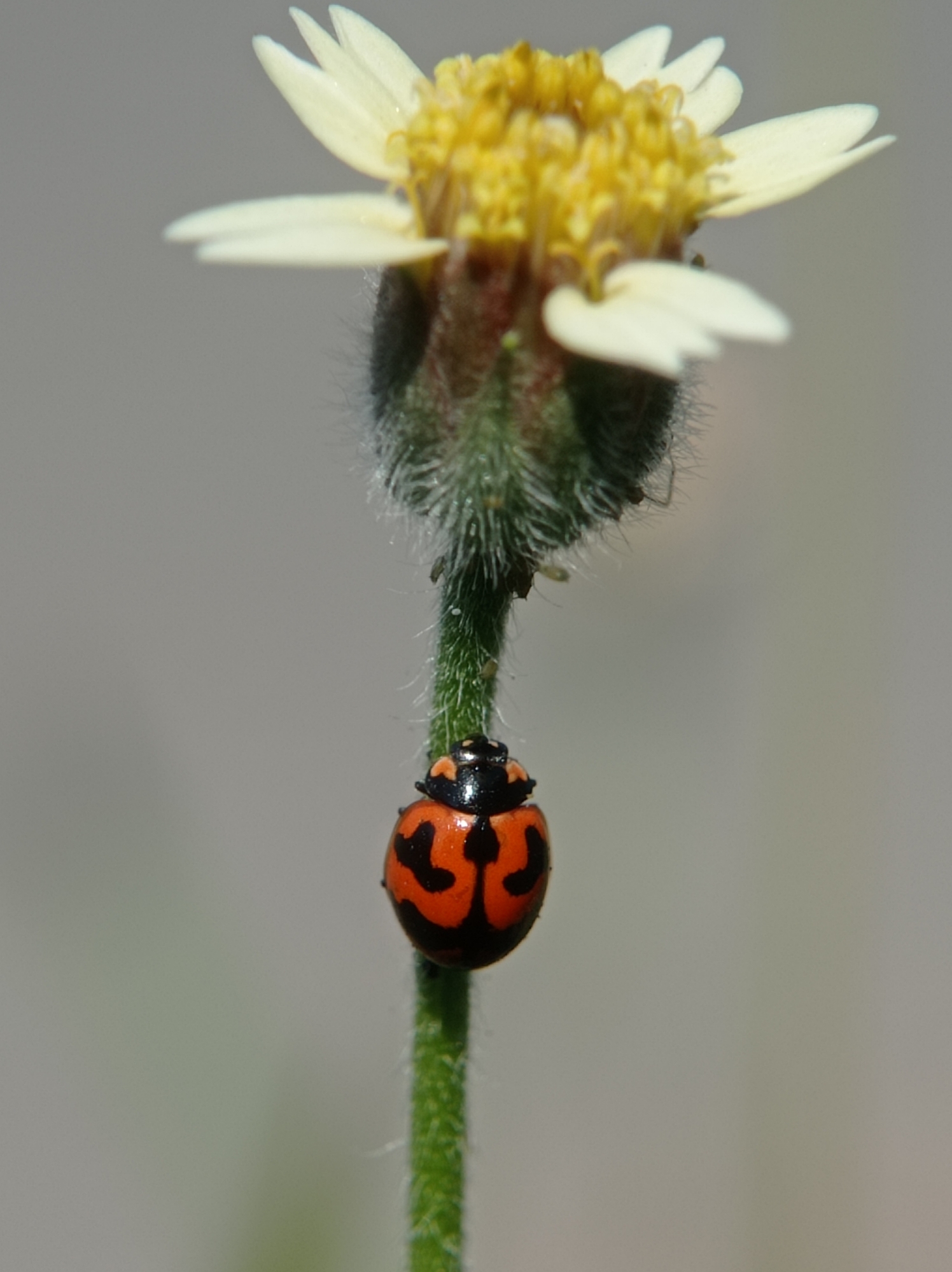 In Mulyoagung, Indonesia, a close-up photograph captures a ladybug on a green stem, with a blurry white and yellow flower in the background. The ladybug, which is orange with black markings, is hanging upside down from the stem. The flower, a daisy-like bloom, is out of focus, with delicate white petals surrounding a yellow center. The background is a soft, neutral gray, further emphasizing the subjects in the foreground. The lighting is natural, creating a gentle diffusion of light and shadow on the flower and ladybug.