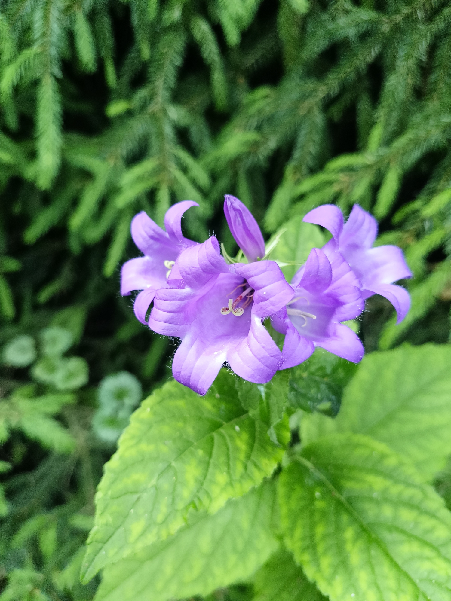 In this close-up, macro shot, a cluster of vibrant purple bell-shaped flowers is the central subject. The flowers, with their distinctive bell shapes and slightly ruffled edges, are arranged closely together, with some petals showing a delicate fuzziness. One bud, still closed, hints at further blooms. The flowers' stamens are visible in the center of the open blooms, a lighter shade of purple or white.
The flowers are set against a backdrop of lush green foliage. In the foreground, large, broad leaves with a slightly mottled appearance and visible veins are prominent. These leaves are a rich green with hints of yellow, suggesting they might be a different plant or perhaps have a condition affecting their color. Behind the flowers and leaves, the deep green, feathery needles of what appear to be evergreen trees create a soft, blurred background, indicating an outdoor setting.
The lighting suggests it is daytime, likely overcast or in shade, as there are no harsh shadows and the colors are evenly illuminated. The moisture droplets visible on some petals and leaves imply recent rain or dew, characteristic of a humid or temperate environment. The overall impression is one of natural beauty and tranquility. The location is identified as Lagovskoe, Russia. There is no visible text in the image.