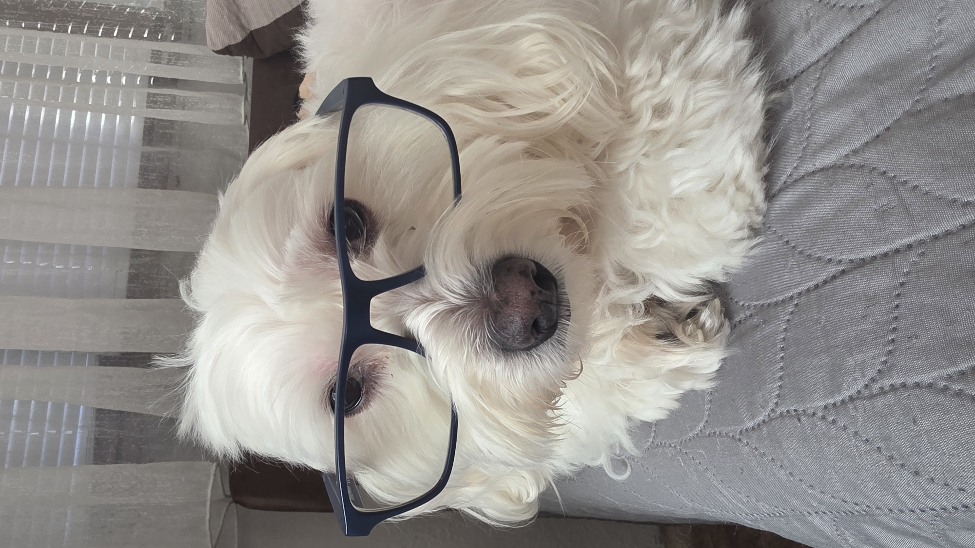 A white Maltese dog with fluffy fur is lying on a gray quilted surface, possibly a bed or sofa. The dog is wearing dark blue plastic-framed glasses. The dog is looking directly into the camera. The background includes a window with horizontal blinds. The location is unconfirmed as Blagoevgrad, Bulgaria.