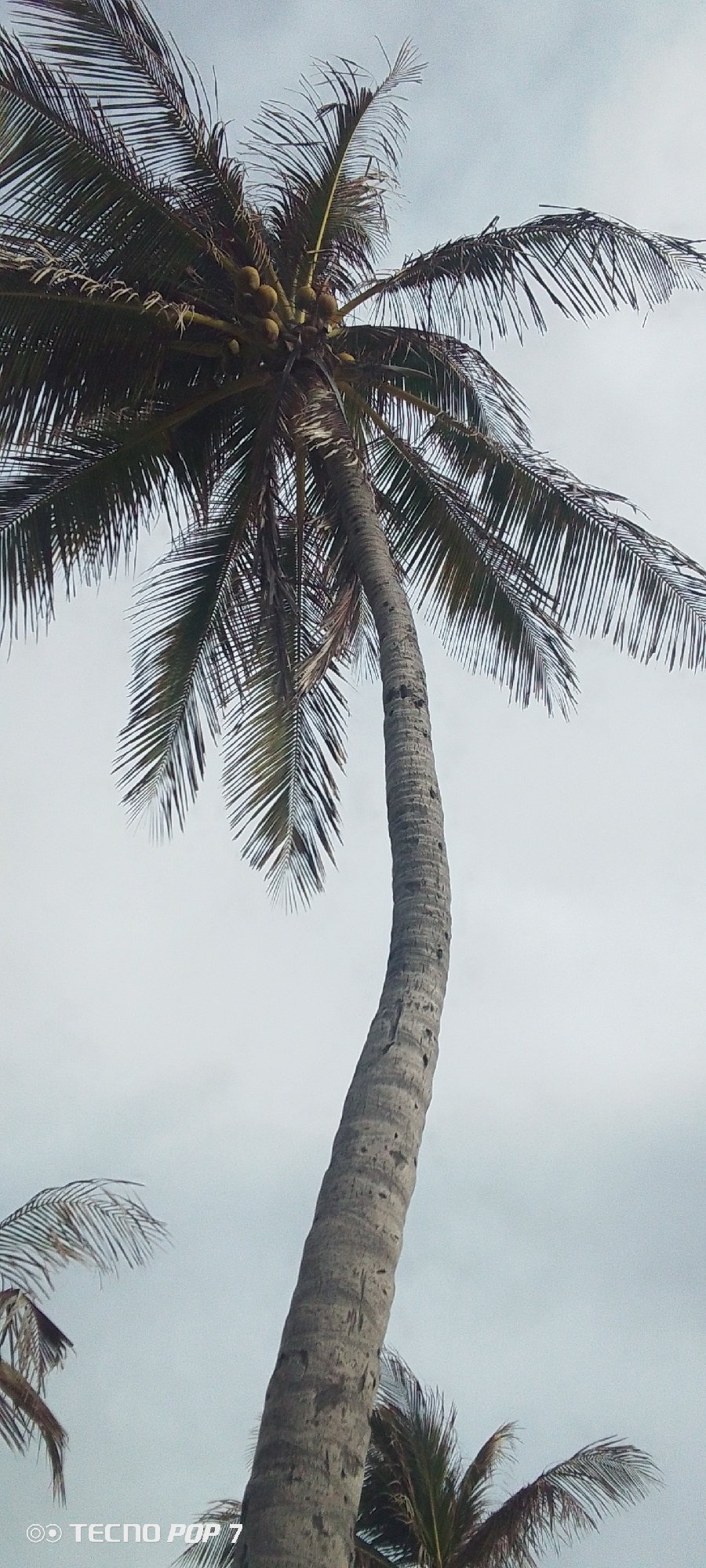 The image shows a tall, curved coconut palm tree against a cloudy sky. The tree has a cluster of coconuts at its top and drooping fronds. The palm trunk is textured with a visible pattern. The lower portion of the image also shows partial views of other palm trees. The bottom left corner includes "TECNO POP 7" as a watermark. The location is Pedro González, Venezuela. No people are visible.