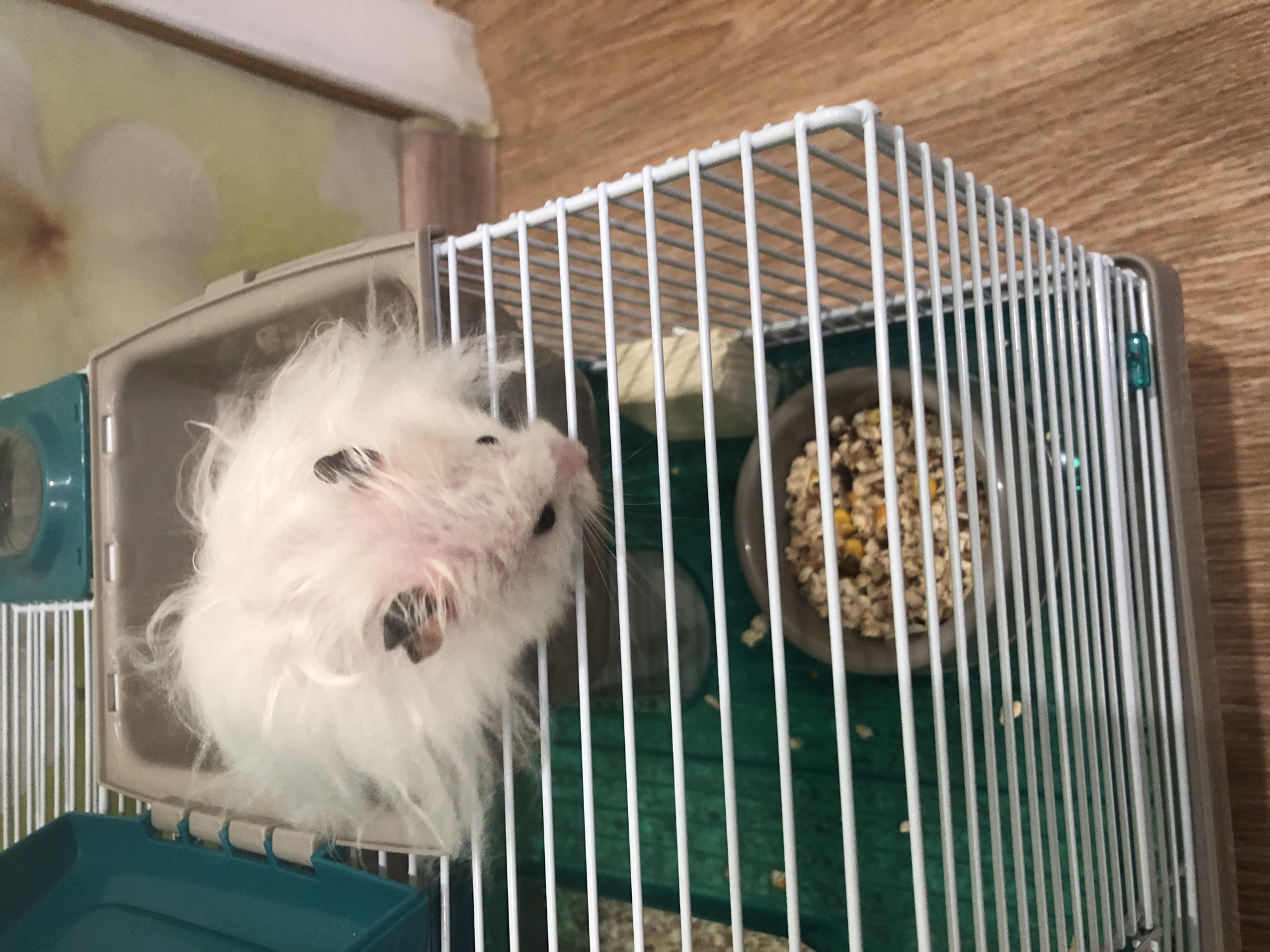 A fluffy white hamster with black markings on its ears is in a white wire cage with a teal and gray plastic base. The hamster is partially obscured by its own fur. In the cage, there is a bowl of hamster food. The cage is on a wooden floor. The background shows a wall with a floral pattern and a partially visible white curtain. The image was taken in Solikamsk, Russia.