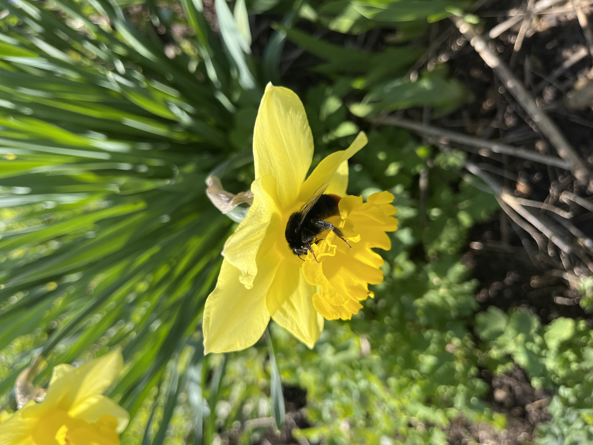 A bumblebee is nestled inside the corolla of a yellow daffodil flower, its body partially obscured by the flower petals. The daffodil is in focus, while other daffodils and greenery are blurred in the background. The environment appears to be a garden. The location is not ascertainable.