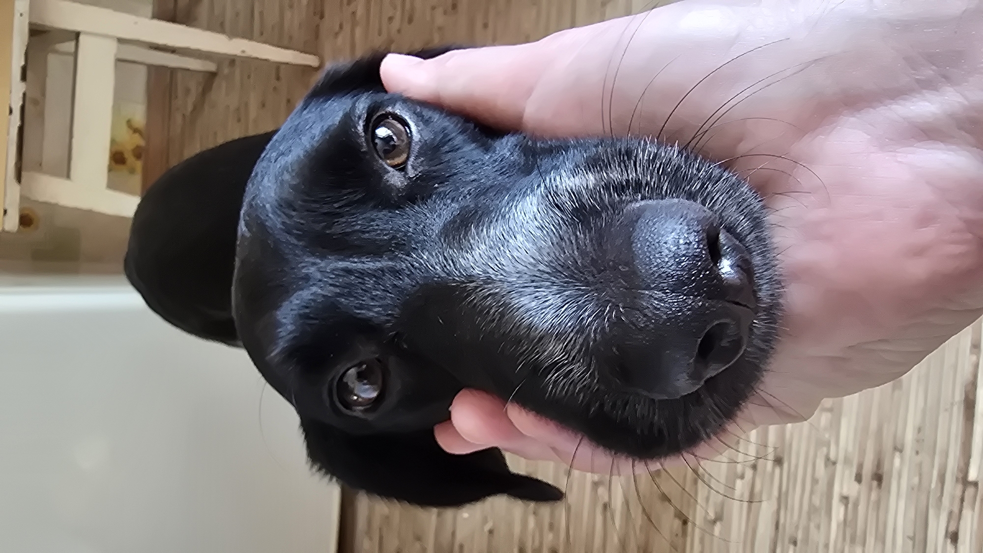 A black dog is being held by a person's hand, with its face close to the camera. The dog's eyes are brown and its nose is black and wet. The background is blurred, but appears to be an indoor setting with wooden flooring and a white table. There is no indication of the city of Novohuivynske, Ukraine.