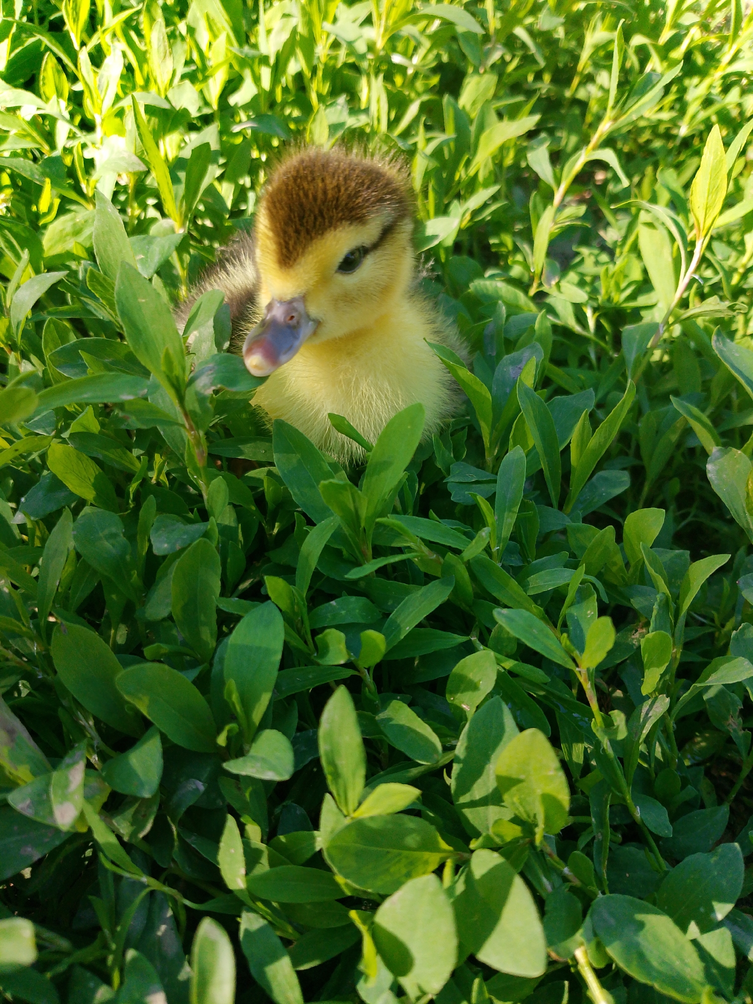 A duckling is partially hidden in a patch of green foliage. The duckling has brown fur on its head, yellow fur on its neck and body, and a purplish-grey beak. The environment consists of leafy green plants. The location is Unknown, Unknown.