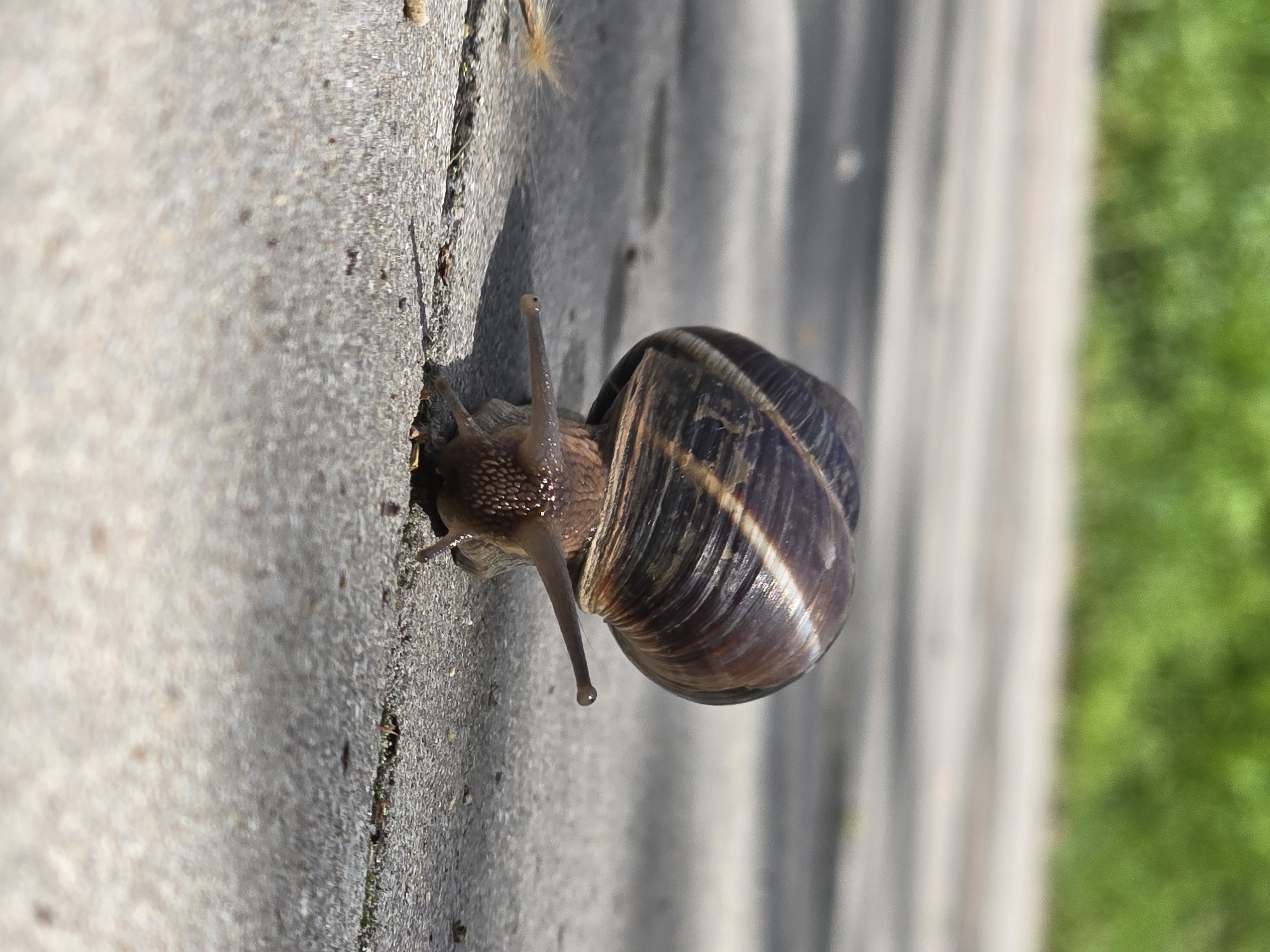 A snail with a brown and white striped shell crawls on a gray cement surface, next to what appears to be a wooden structure, and then grass. The location is unknown.