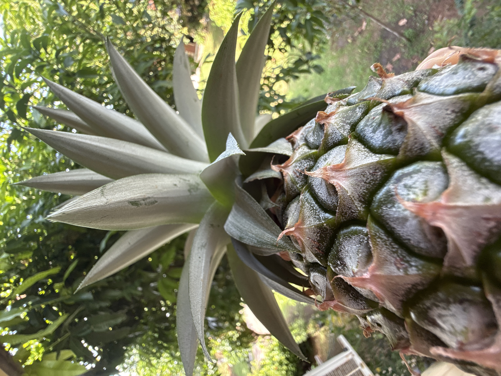 A low-angle, close-up shot shows the top portion of a pineapple, with its spiky crown extending upwards. The pineapple's segmented skin is a dark green with lighter, rougher textures, and hints of pinkish-brown at the tips of the segments. The background is a blur of lush green foliage, suggesting an outdoor setting with tropical vegetation. The scene is outdoors in Baan Lamai, Thailand, with the natural environment of Thailand visible in the background.