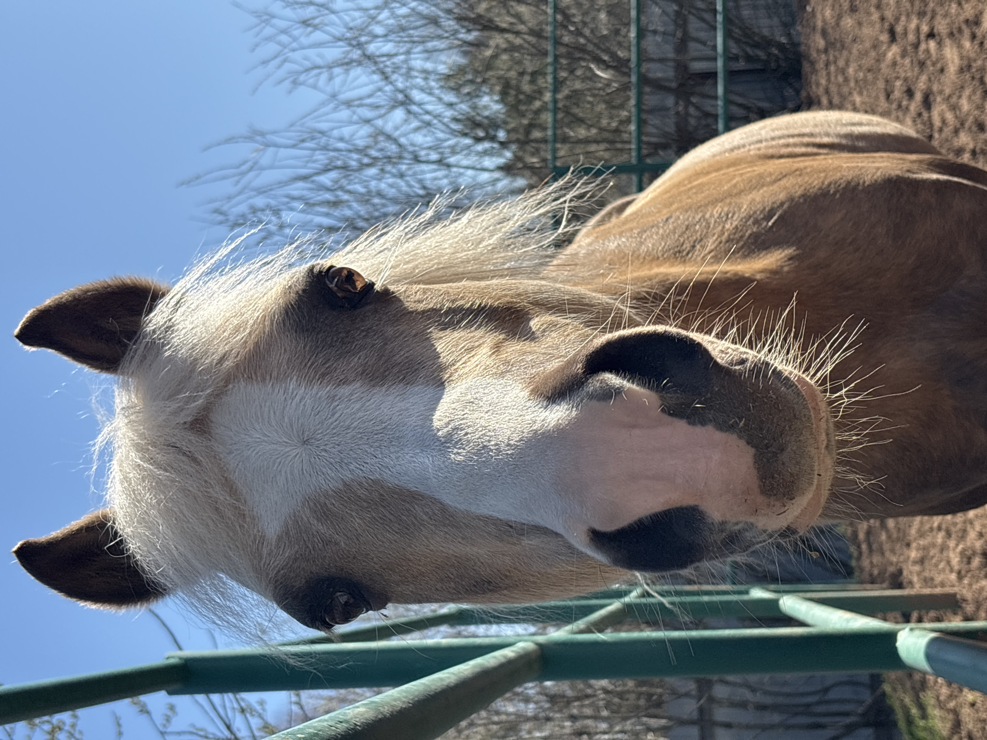 A close-up, rotated view depicts a tan horse with a white blaze, positioned near a green metal fence against a backdrop of blue sky and bare trees. The horse's face is prominent, with visible ears and whiskers. The scene appears to be outdoors. There is no evidence to support the location being in Русский Вожой, Russia.
