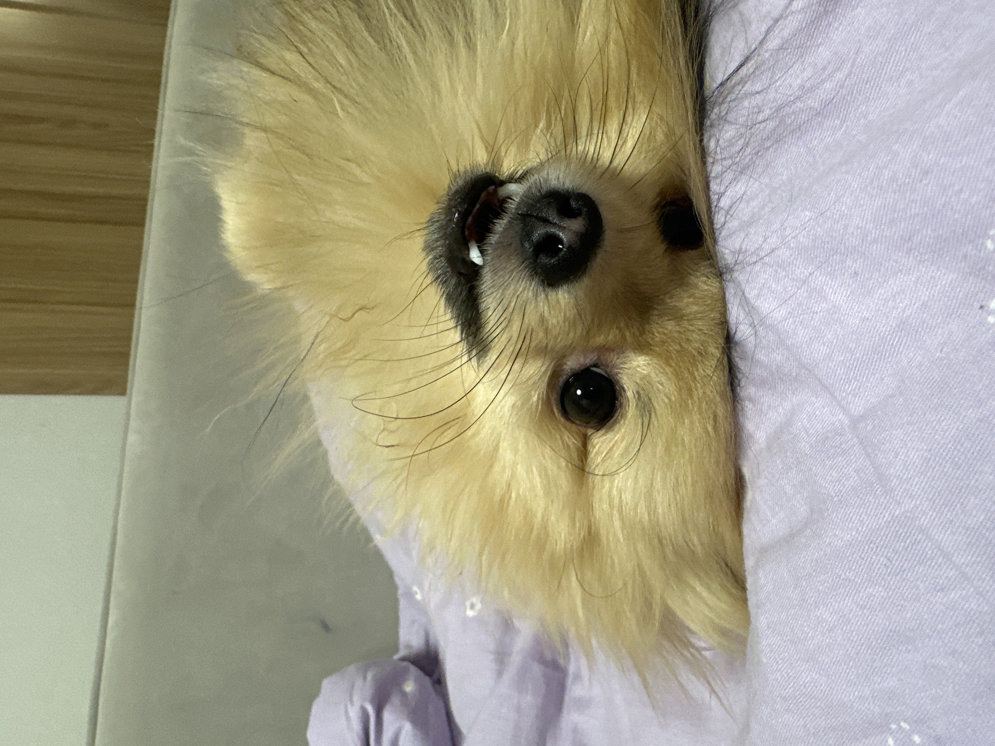 An upside-down close-up shot features a light-yellow, fluffy Pomeranian dog partially nestled under a light-purple blanket. The dog's head is angled towards the viewer, revealing its facial features, including a black nose, dark eyes, long whiskers, and a slightly open mouth with a visible tooth. The backdrop includes a light-colored wall or surface. There is no indication of the location being Votkinsk, Russia, or any specific city in the image.