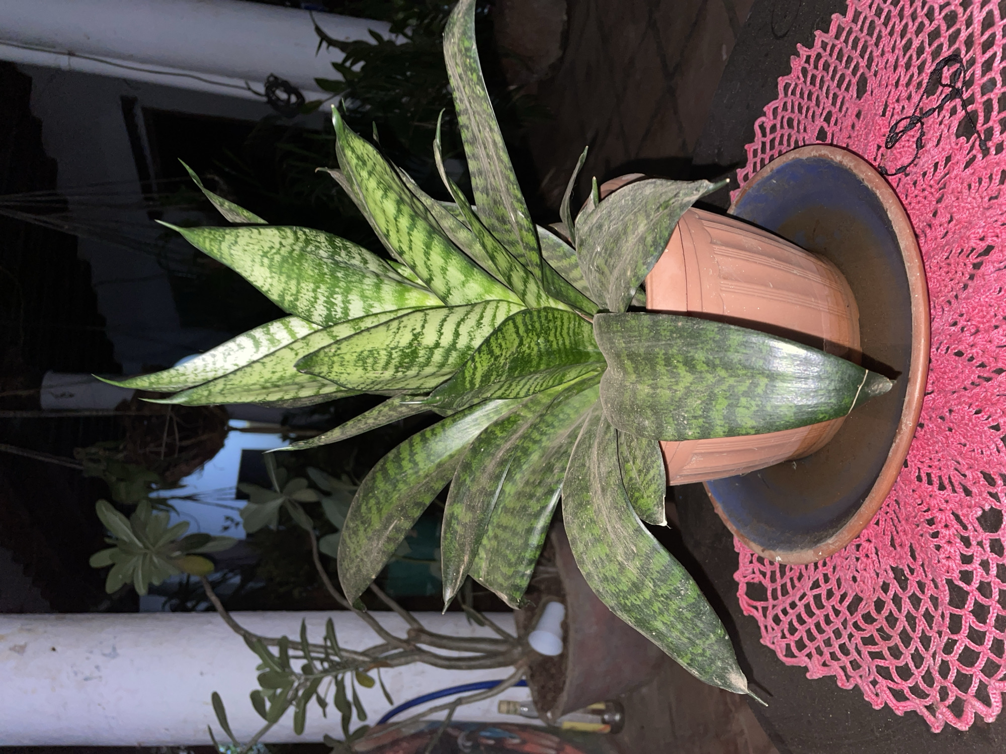 The image prominently features a potted snake plant, likely Sansevieria trifasciata, characterized by its upright, sword-shaped leaves. These leaves display distinctive horizontal banding in shades of light and dark green, with some exhibiting a slight yellowish tint along their edges. A fine layer of dust is visible on the surface of several leaves.
The plant is housed in a plain, light brown pot with vertical ridges, which in turn sits within a larger, dark blue or black outer pot or saucer featuring a reddish-brown rim. This entire arrangement rests on a circular, vibrant pink crocheted or knitted mat, adorned with a delicate lacy pattern. A thin black cord or string is visible on the mat adjacent to the pot.
The background is predominantly dark and out of focus, suggesting low-light conditions, typical of evening or night. To the left and upper sections, a dark, reflective surface, possibly water or a polished floor, mirrors subtle light sources and blurred shapes. A horizontal white pipe or railing runs across the mid-ground. Various other green plants, also softly blurred, populate the surrounding area, and a small white bulb-like object, possibly a decorative light, is discernible in the lower mid-background. The scene portrays an outdoor patio, balcony, or garden area, with the foreground plant artfully illuminated by ambient or artificial light. There are no people or discernible text.