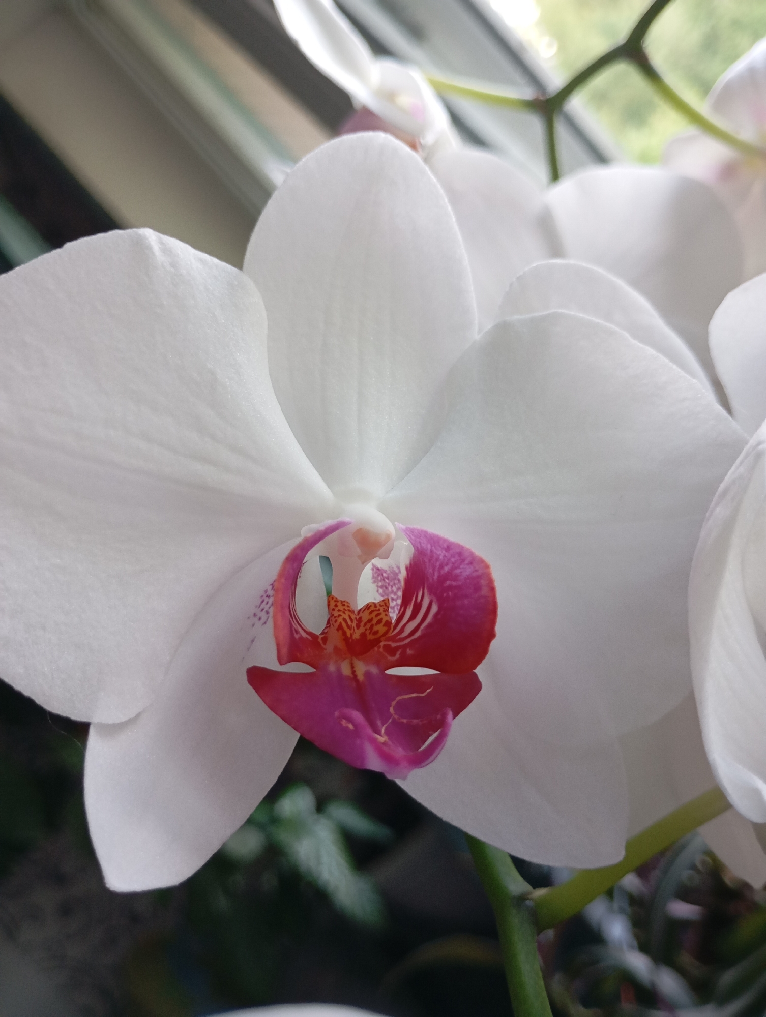 This is a close-up, eye-level, vertical shot of a white orchid in bloom. The orchid has large, delicate white petals that are slightly translucent. The center of the flower features a vibrant, colorful lip with shades of pink, magenta, and orange. The lip has intricate patterns and textures. The flower is set against a blurred background of green foliage and what appears to be a window with blinds. The lighting suggests it is daytime, possibly morning or afternoon, with natural light filtering through. There is a sense of tranquility and natural beauty conveyed by the image. The focus is sharp on the orchid, highlighting its intricate details, while the background is soft and out of focus. The image does not contain any visible text.