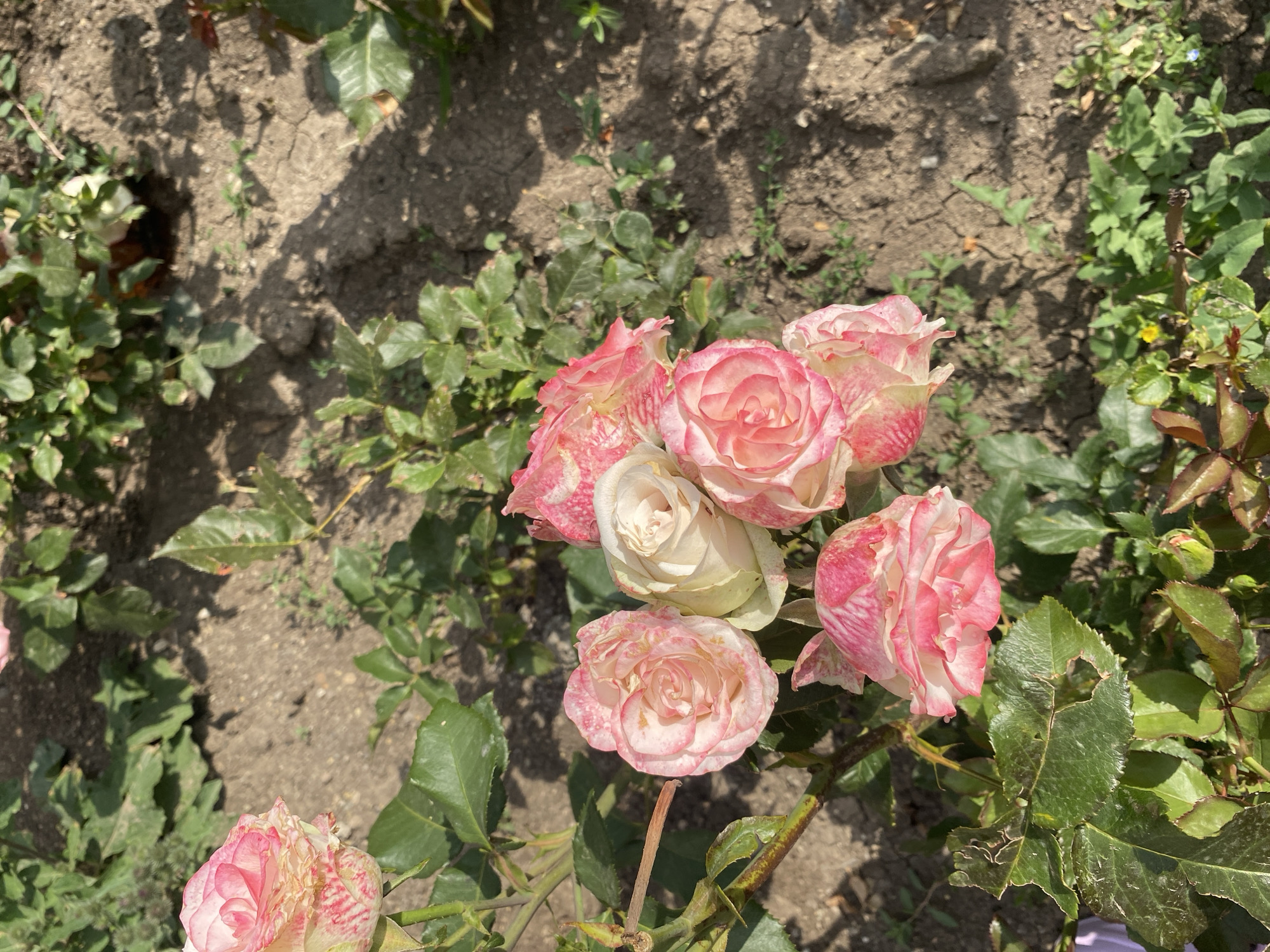 A close-up, high-angle shot features a cluster of pink and white roses in a garden. The roses are varied in their bloom stage, with some fully open and others partially closed. The petals display a gradient of color, transitioning from pale white at the center to deeper pink hues, often with streaks and speckles of red. Green leaves, some showing signs of damage such as holes, surround the flowers. The ground is dry, cracked earth with sparse vegetation and shadows cast by sunlight filtering through unseen foliage. The scene appears to be outdoors in a natural setting.