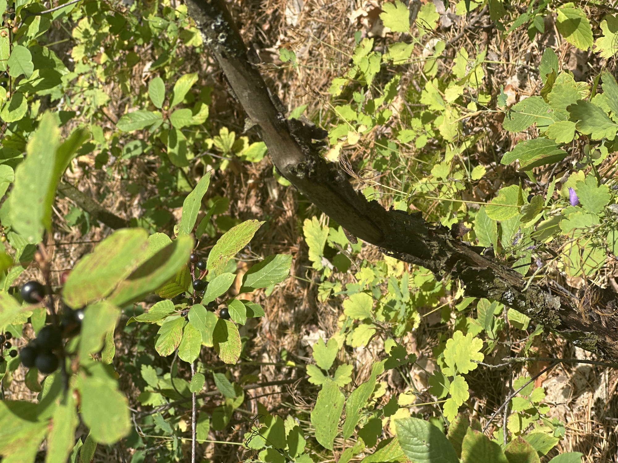 In an outdoor scene, a thick, dark brown branch is positioned diagonally from the upper right to the lower left, covered in moss and lichen. Surrounding the branch, the ground is covered with a carpet of dry pine needles and scattered dry leaves. Lush green foliage, featuring various shapes and sizes of leaves, densely populates the area. Some leaves are broad and elongated, while others are smaller and more lobed. The branches of the plants are thin and brown. Several clusters of small, dark berries are visible amongst the leaves. Sunlight filters through the foliage, casting dappled shadows and highlighting the vibrant green of the leaves. A single small purple flower is visible in the lower center of the frame. The scene appears to be a natural environment, likely a woodland or forest floor, in the city of Unknown, Unknown.