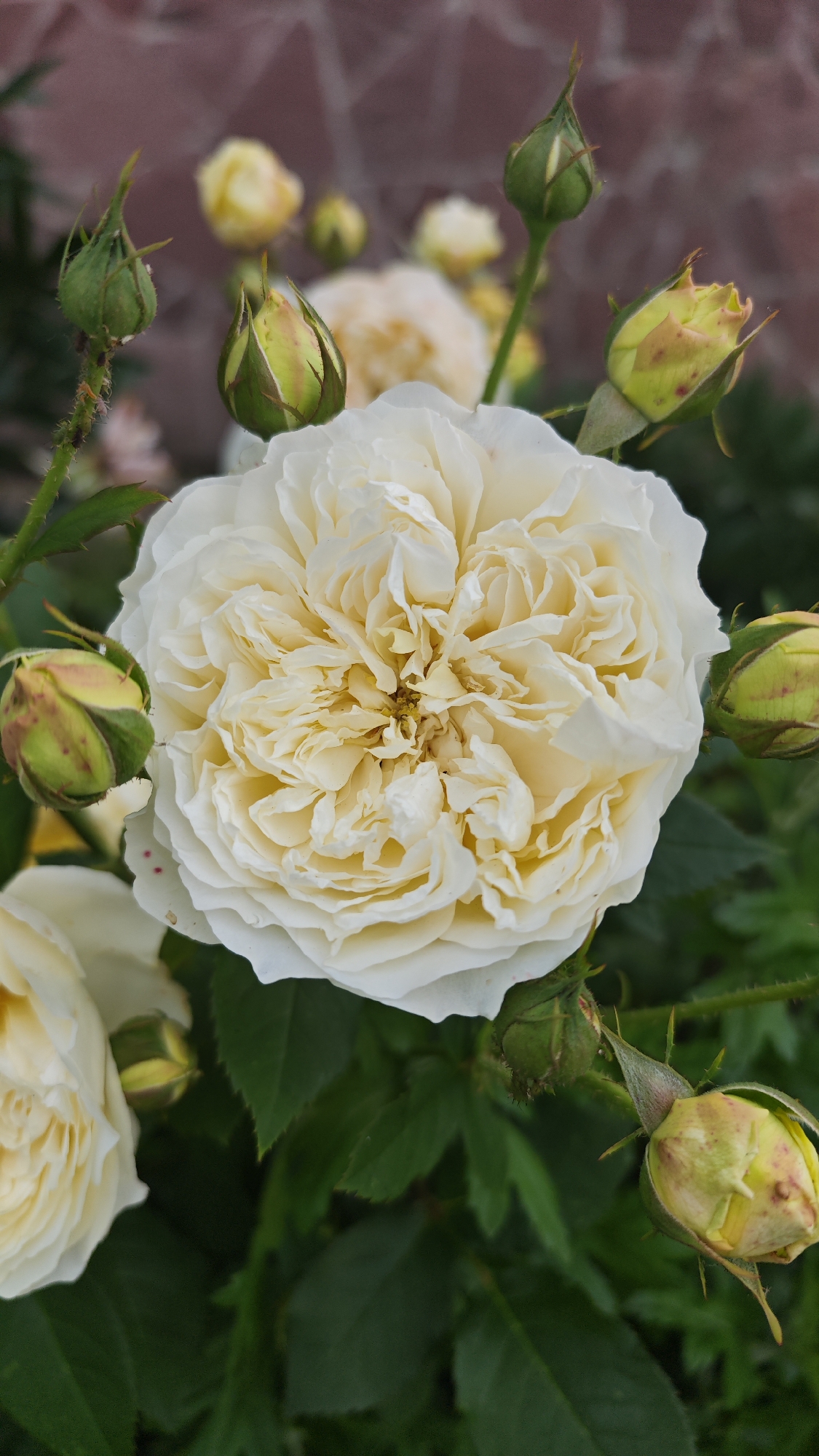 A close-up, vertical, eye-level shot focuses on a large, fully bloomed white rose with many ruffled petals in the center. The rose is surrounded by several unopened rose buds, some of which are a pale yellow-green with reddish speckles, and others are a darker green. The buds are positioned at various angles around the main flower. The background is softly blurred, showing more out-of-focus yellow and white roses and green foliage. A textured, reddish-brown brick wall is visible in the upper left portion of the background, indicating an outdoor setting. The image appears to be taken in the city of Shchapovo, Russia, with the natural elements suggesting a garden or park environment.