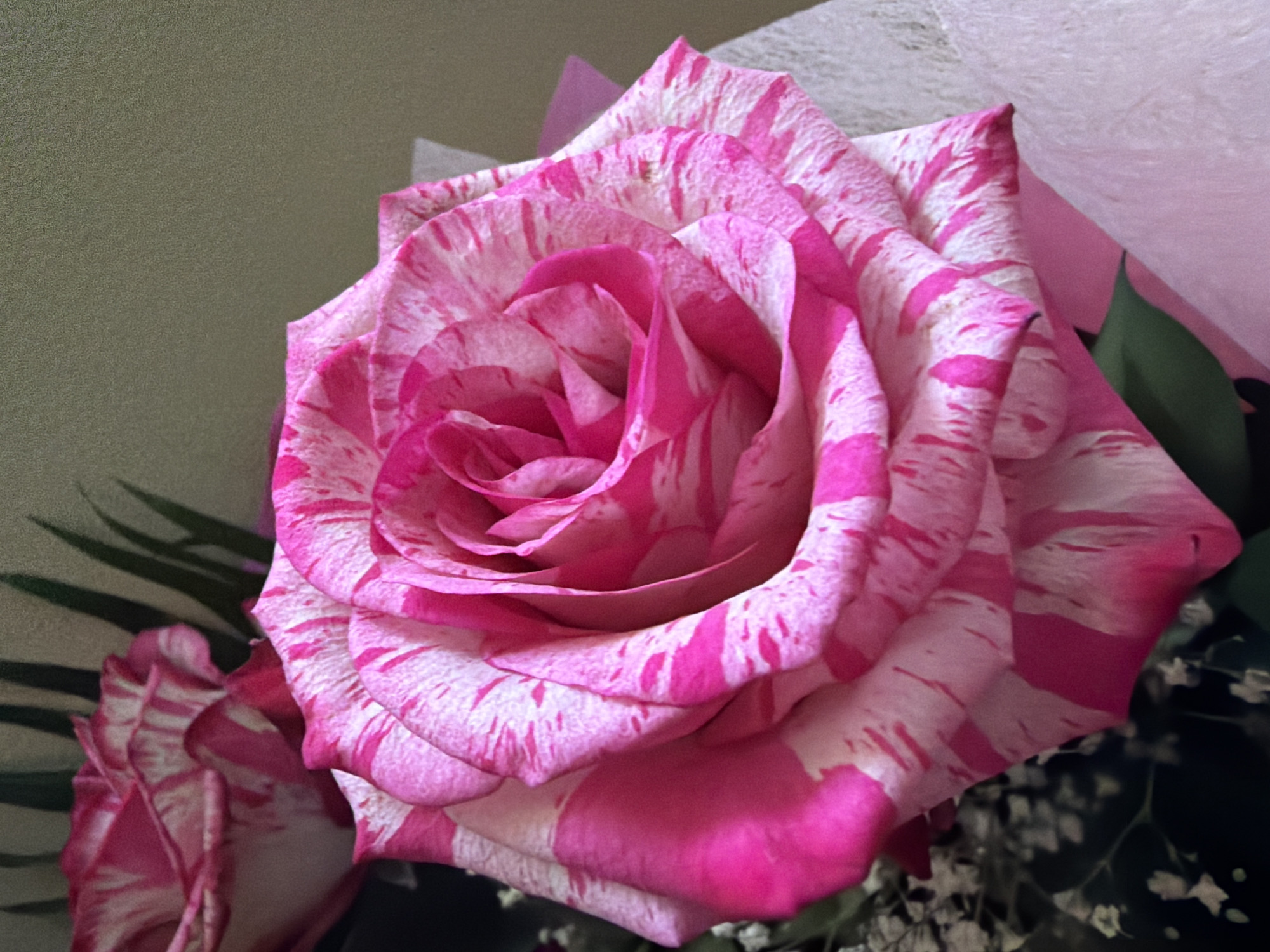 A close-up, eye-level shot features two bicolor pink and white roses. The rose in the foreground is in sharp focus, showcasing its intricate petal structure with splashes of vibrant pink against a creamy white background. A second rose, partially out of focus, is visible behind and to the left, also displaying a similar striped pattern. Dark green foliage and delicate white flowers are interspersed around the roses, adding depth to the composition. The background is a textured, muted green surface. The image was captured in Varna, Bulgaria, on the morning of March 19, 2023, at approximately 10:00 AM. No people or actions are depicted.