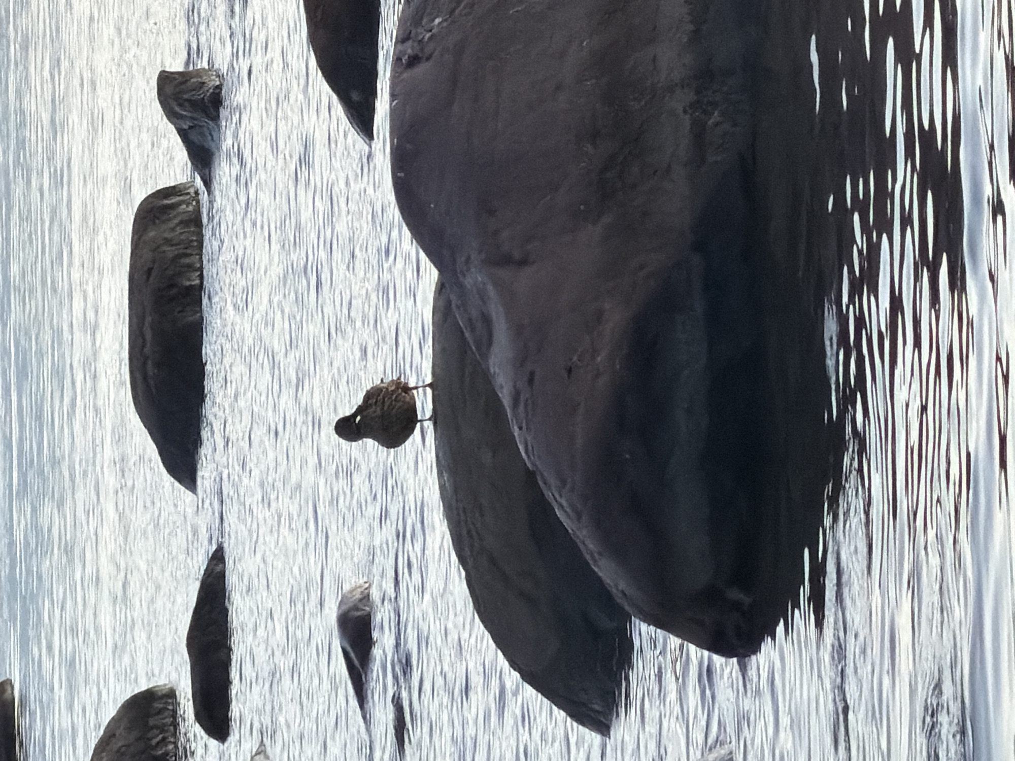 A single duck stands on a large, dark rock in the water. The duck is facing to the left, with its head turned slightly to the right. The rock is partially submerged in the water, with ripples spreading out around it. Several other dark rocks are visible in the background, some partially submerged and others fully above the water. The water is a calm, grayish-blue color, with subtle ripples reflecting the sky. The overall scene is serene and natural, likely a coastal area in Haabneeme alevik, Estonia, given the context.