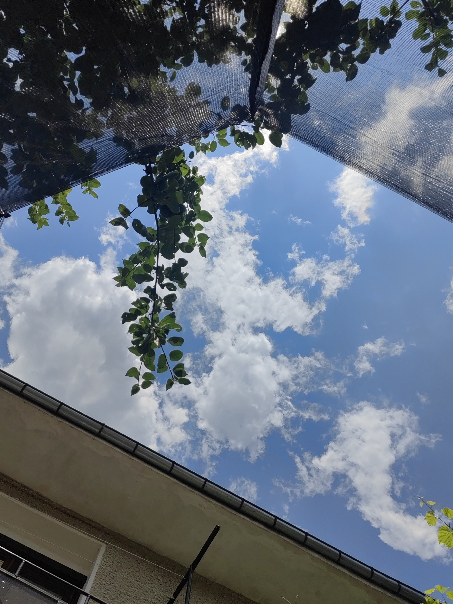 The image captures an upward-looking view of the sky from a residential area, likely in Djerovo, Bulgaria. In the foreground, the edge of a building's roof is visible, constructed with rough plaster and featuring a dark rain gutter. A thin clothesline extends horizontally across part of the frame. Above the building, a dark mesh netting, possibly a shade cloth or trellis, is stretched taut, with leafy vines casting dappled shadows on its surface. These vines, bearing small, green leaves, hang down from the netting and into the open sky. The sky itself is a vibrant blue, dotted with fluffy white cumulus clouds. The scene suggests a sunny day, with the netting and vegetation providing shade over an outdoor space. There are no people or animals depicted in the image.