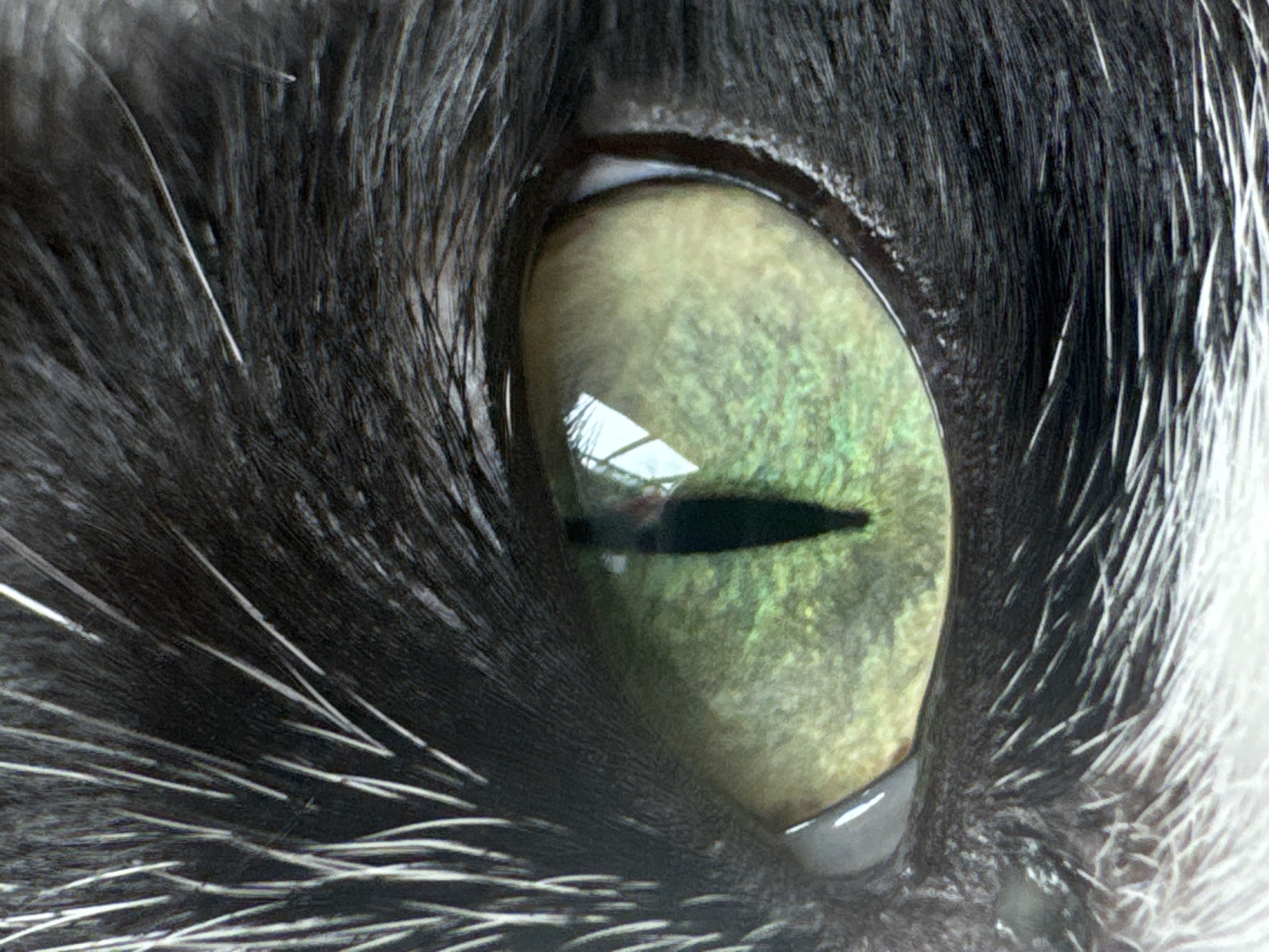 This is an extreme close-up macro photograph of a cat's eye, with a focus on the iris and pupil. The cat's fur, predominantly black with white highlights, surrounds the eye. The iris is a vibrant green with intricate patterns and textures, and the pupil is a narrow vertical slit, characteristic of a cat. Reflections of what appear to be windows or a bright environment are visible on the surface of the eye, indicating it is open and alert. The overall lighting suggests a natural or well-lit indoor setting. The image does not contain any information that would place it in the city of Chaikovsky, Russia, or any other specific geographical location.