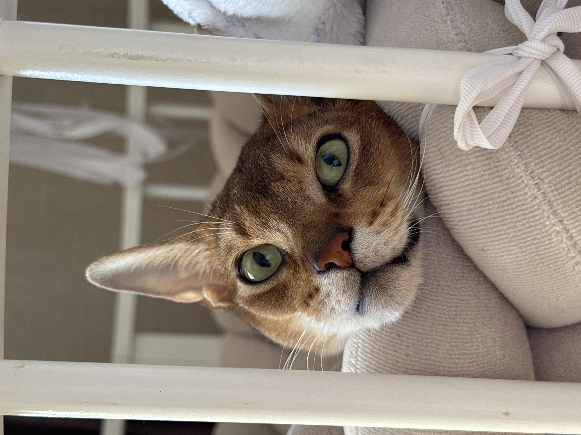The scene depicts the head of an Abyssinian cat, characterized by its ticked brown-orange fur and prominent green eyes, peering forward and slightly upwards between two vertical, cylindrical white bars. The cat's snout features a pink nose and white whiskers. Its head rests on a light beige, ribbed or woven fabric cushion or bedding, which is secured by a white ribbon tied into a bow around the base of the right bar. The background is softly blurred, displaying muted light brown tones with indistinct white, translucent fabric visible in the upper portion. This indoor scene is situated in the city of Chaikovsky, Russia.