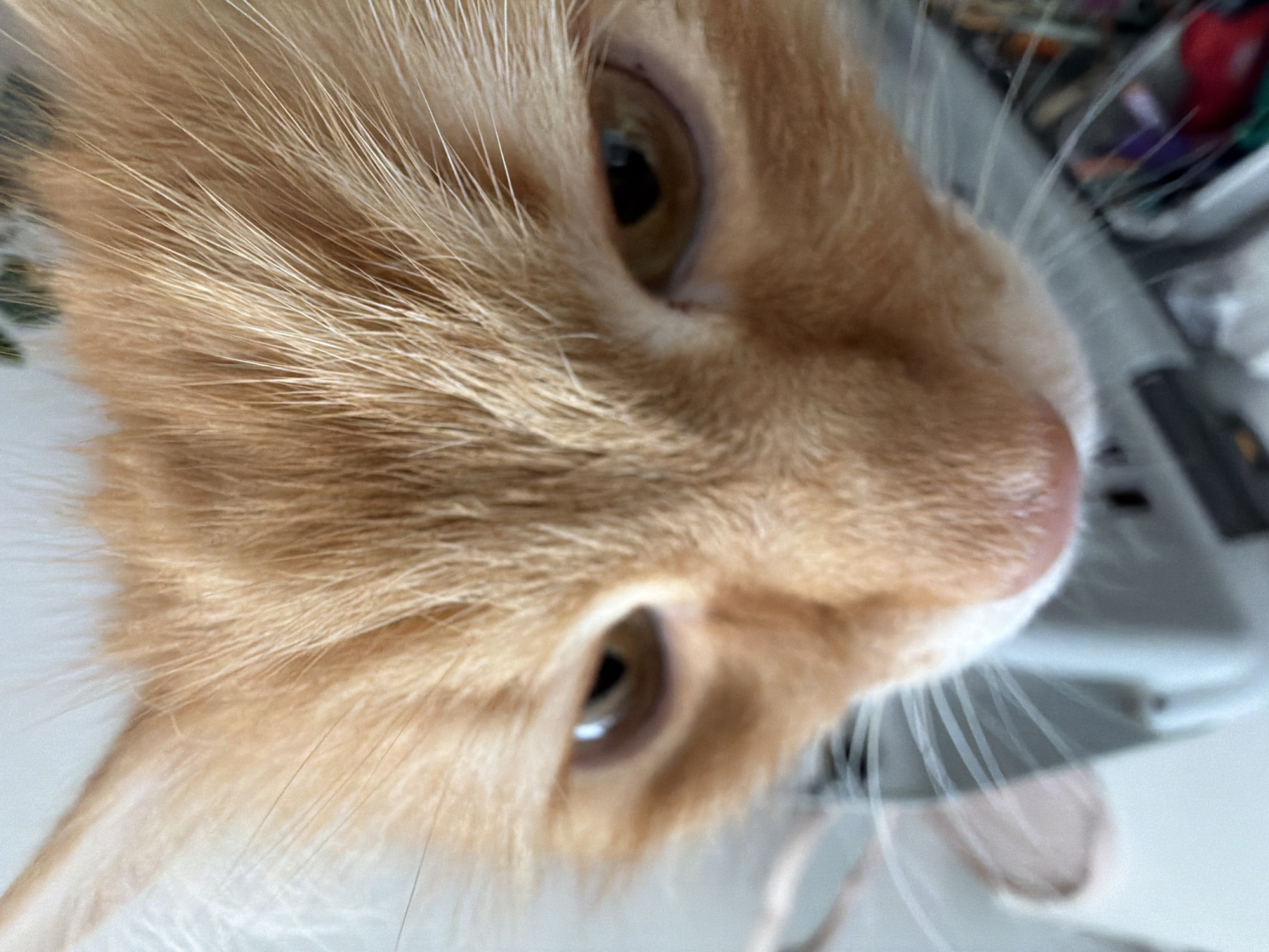 A close-up of an orange tabby cat's face, filling the frame. The cat has golden eyes and white whiskers. The background includes a blurry mix of white, gray, and dark colors. The image was not taken in Belgrade, Serbia.