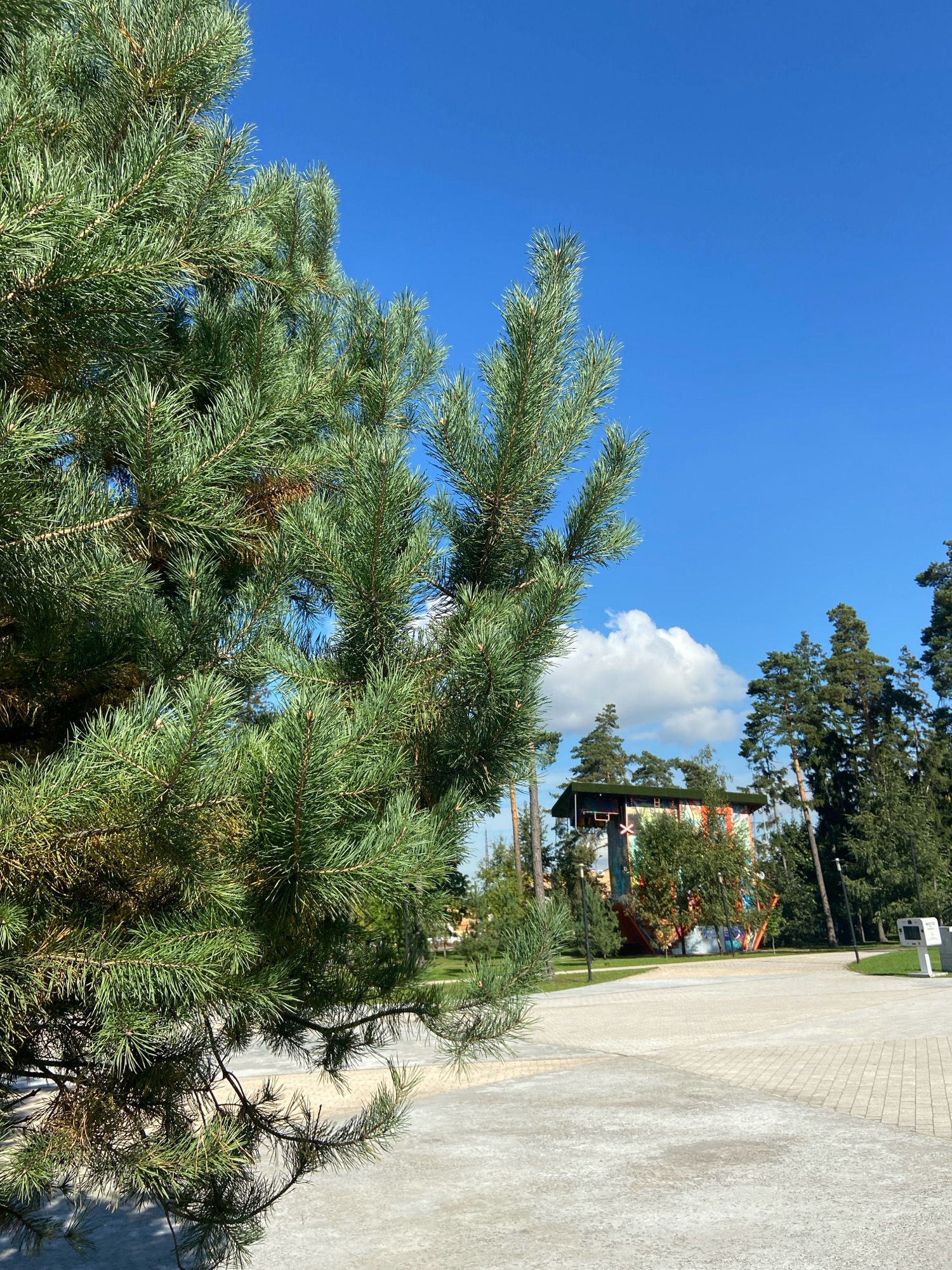 The image depicts a bright, sunny day in Balashikha, Russia. In the foreground, a large pine tree with lush green needles dominates the left side of the frame. The branches extend across the image, partially obscuring the background.
The background features a paved area with a light-colored, textured surface, possibly a pathway or plaza. Beyond this, a colorful, abstract structure resembling a climbing wall or a modern art installation stands out. This structure is tall and multi-colored with orange, green, and other vibrant hues. It is surrounded by various trees, including more pine trees and deciduous trees, contributing to a park-like setting.
The sky is a clear, vibrant blue with a few scattered white clouds. The overall impression is one of an outdoor recreational or public space bathed in natural light. There are no people visible in the image.