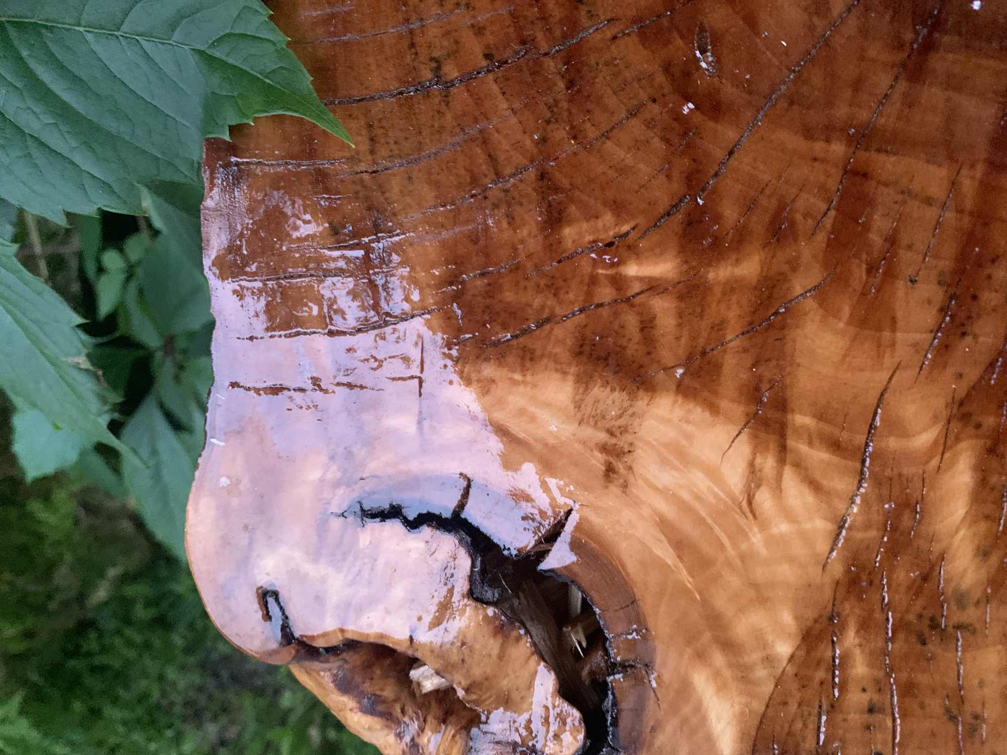 The image is a close-up, outdoor shot of a wet, polished wood surface, likely a tree stump or a similar natural wood element. The wood is a rich reddish-brown with visible growth rings and natural imperfections like cracks and fissures. A glossy, reflective finish covers a portion of the surface, indicating it may have been varnished or recently rained upon. In the upper left corner, a portion of a green leaf is visible, suggesting the presence of vegetation. The background is blurred and consists of more greenery, possibly grass and other foliage, and hints of a vertical structure, which might be a fence or part of a wooden structure. The lighting suggests it could be daytime, with some shadows and highlights visible on the wood's surface. There are no people, text, or specific events depicted. The overall impression is one of natural textures and the interplay of light on wet wood. The location context provided is Sergeevo, Russia, which is consistent with an outdoor, possibly rural or garden setting.