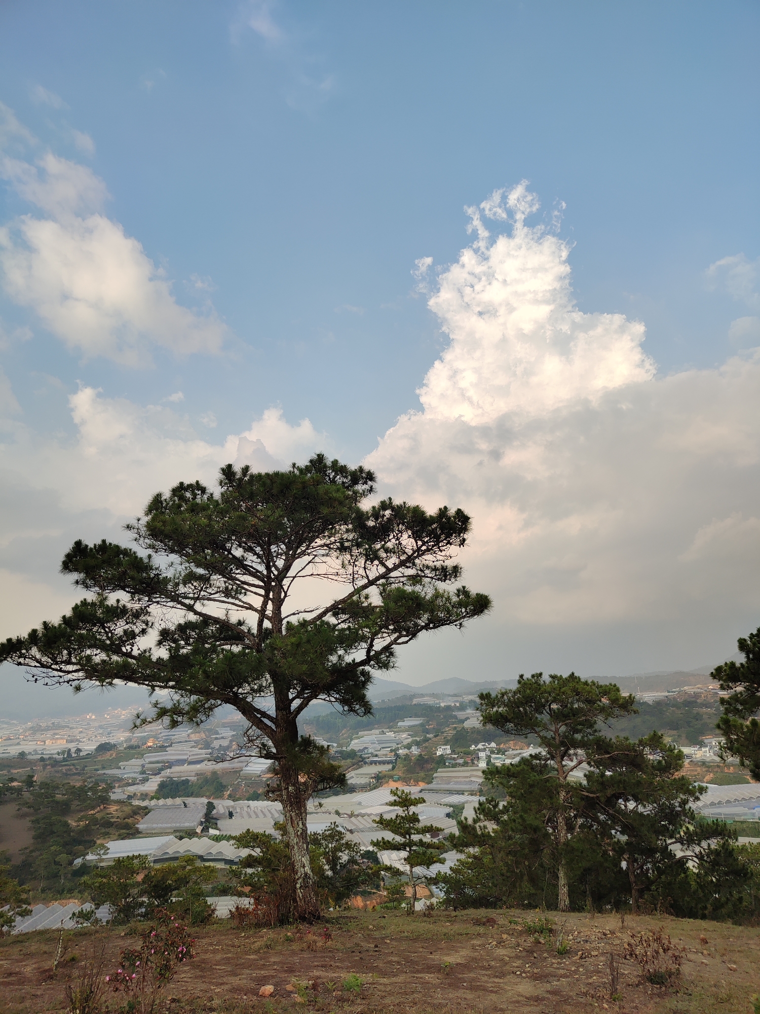 The image shows a landscape in Lạc Dương, Vietnam. The foreground features a slightly elevated, earthy terrain. A prominent pine tree dominates the left side of the frame. To the right, additional trees are visible. In the background, a cityscape unfolds, characterized by numerous greenhouse structures. The sky above is a mix of blue and cumulus clouds. No people are discernible in the image. The overall lighting appears to be soft, suggesting either early morning or late afternoon.