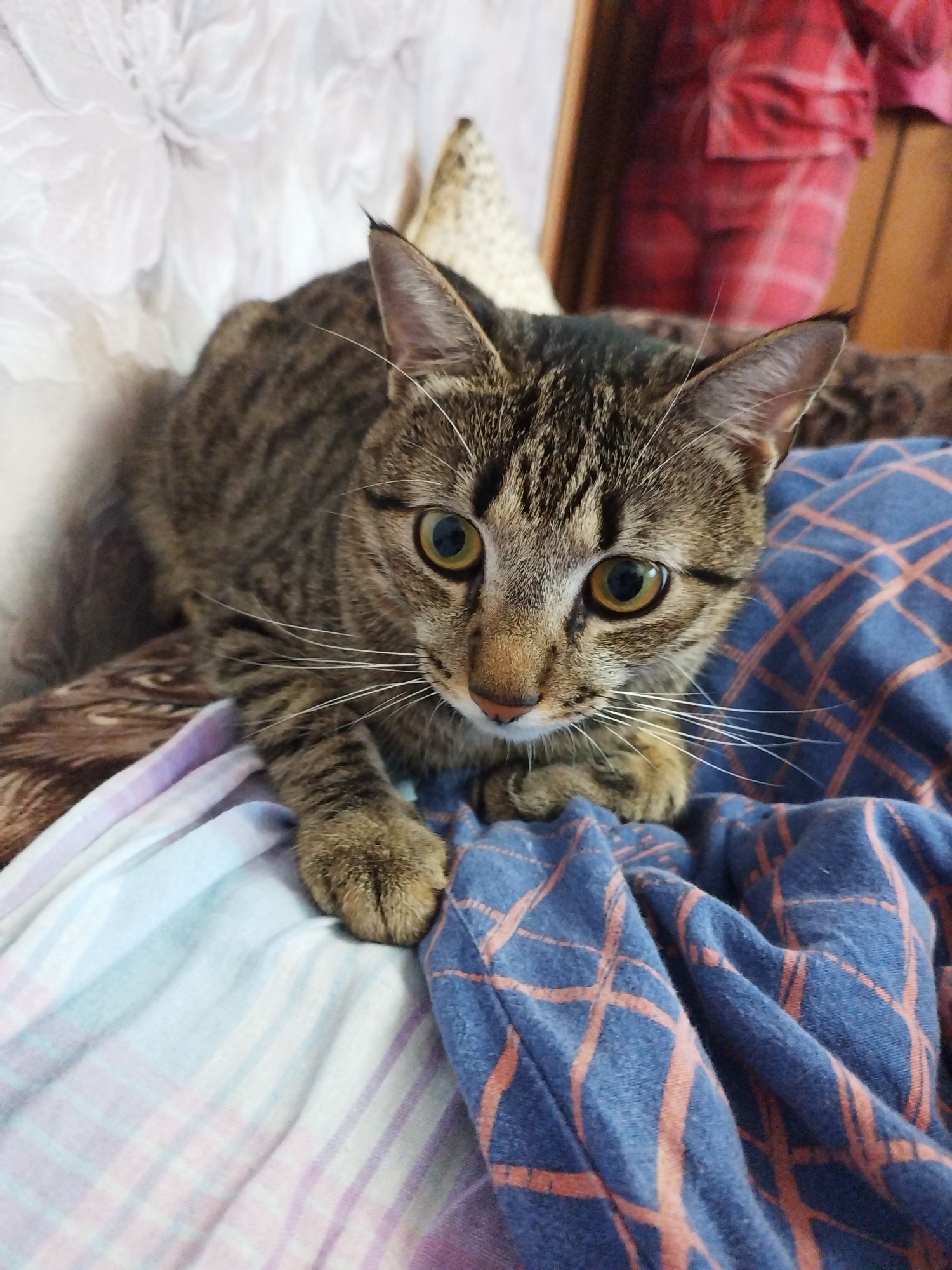 An adult, short-haired tabby cat with green eyes and white whiskers is positioned on top of a folded blanket. The cat is facing forward, with its paws resting on the blanket. The blanket is blue with an orange checkered pattern and is draped over a surface. In the background, out of focus, is a person wearing a red and black plaid shirt. The scene appears to be indoors, possibly in a home.