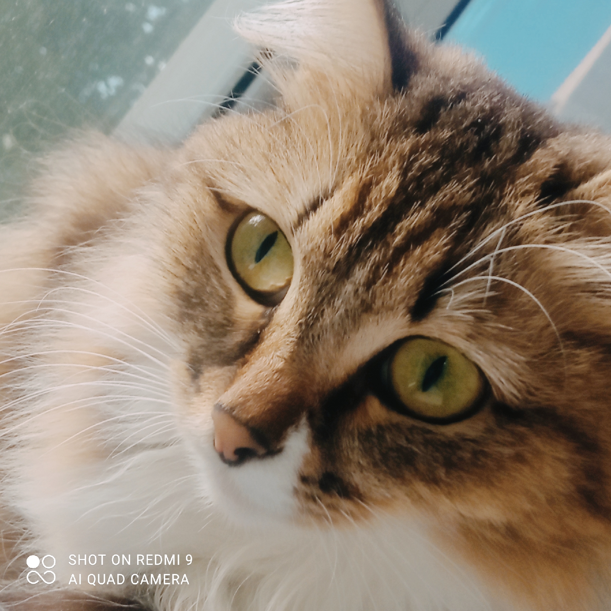 This is a close-up, eye-level, indoor photograph of a long-haired tabby cat with green eyes. The cat's fur is a mix of brown, tan, and white. The cat is positioned in the foreground, with its face taking up most of the frame. The background is blurred and appears to be a window or glass surface with some indistinct light and color. There are no people or other animals visible in the image. The image also contains a watermark in the bottom left corner that reads "SHOT ON REDMI 9 AI QUAD CAMERA". There is no information available to determine the location of this image in the city of Chaikovsky, Russia.