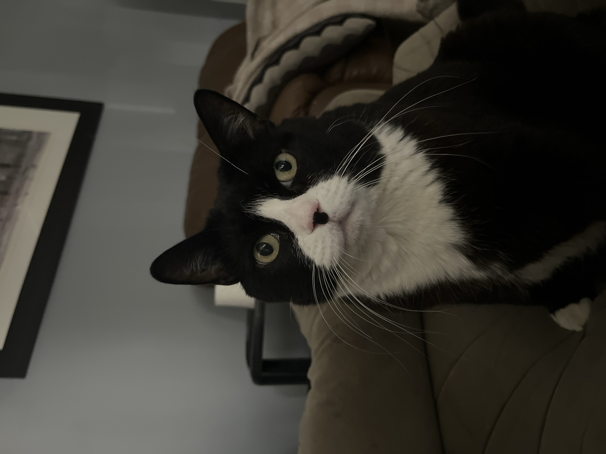 A black and white cat with green eyes, a pink nose, and long white whiskers is lying on a brown upholstered object, possibly a couch or chair. Part of a picture frame is visible on a light blue wall in the background. The photograph was likely taken indoors. Calgary, Canada is not evident in the photograph.