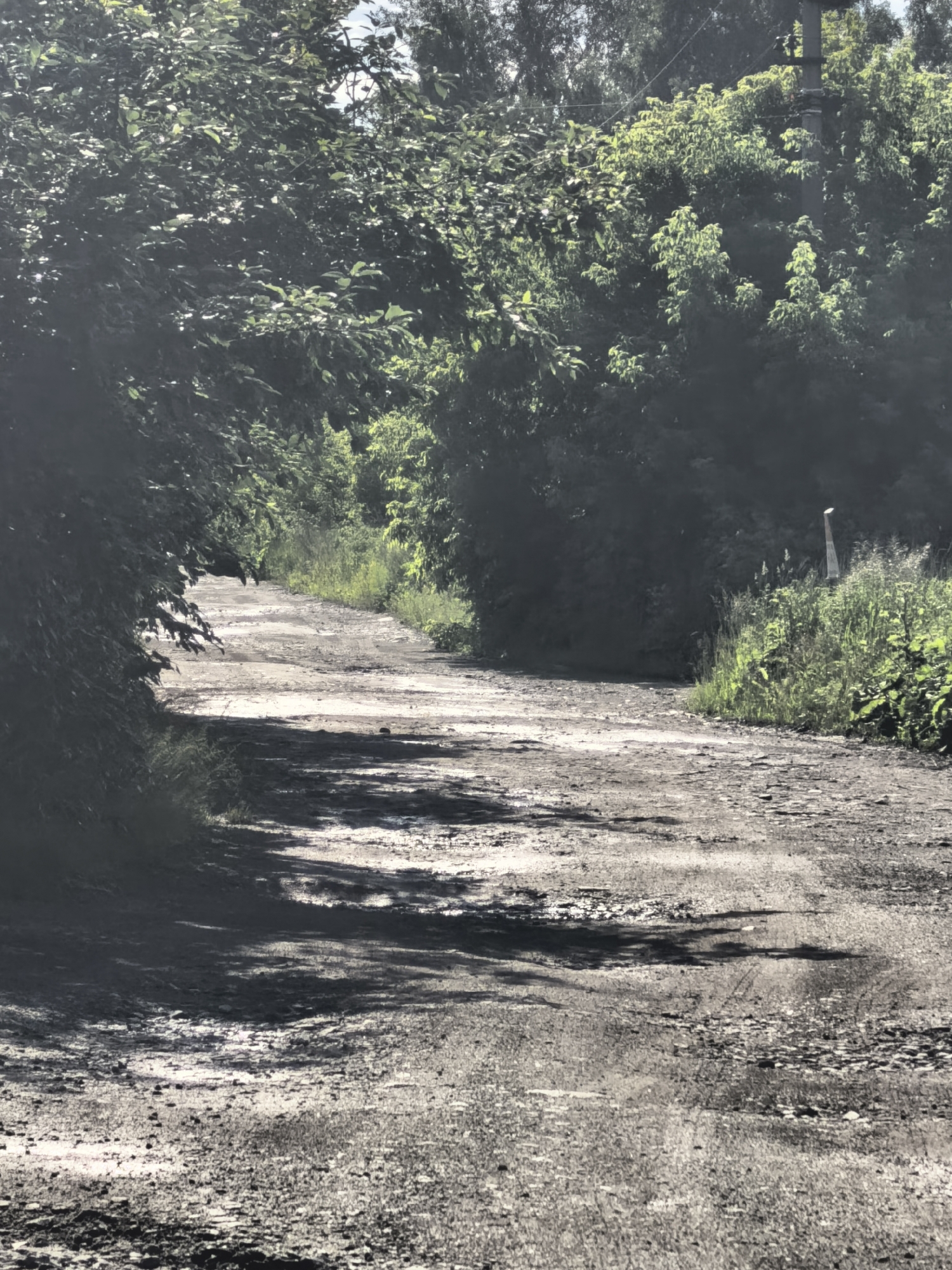The media file shows a rough, unpaved dirt road winding through a densely wooded area. Tall trees with lush green foliage form a canopy overhead and line both sides of the road, casting dappled shadows on the ground. The road surface is uneven, with visible rocks and tire tracks. In the background, a white, pole-like object stands among tall grasses on the right side of the road, and what appears to be a utility pole is visible further back in the trees on the right. The lighting suggests it is daytime, with the sun shining through the leaves, creating bright highlights and dark shadows. The scene evokes a sense of seclusion and a natural, somewhat wild environment. There is no visible text in the image.