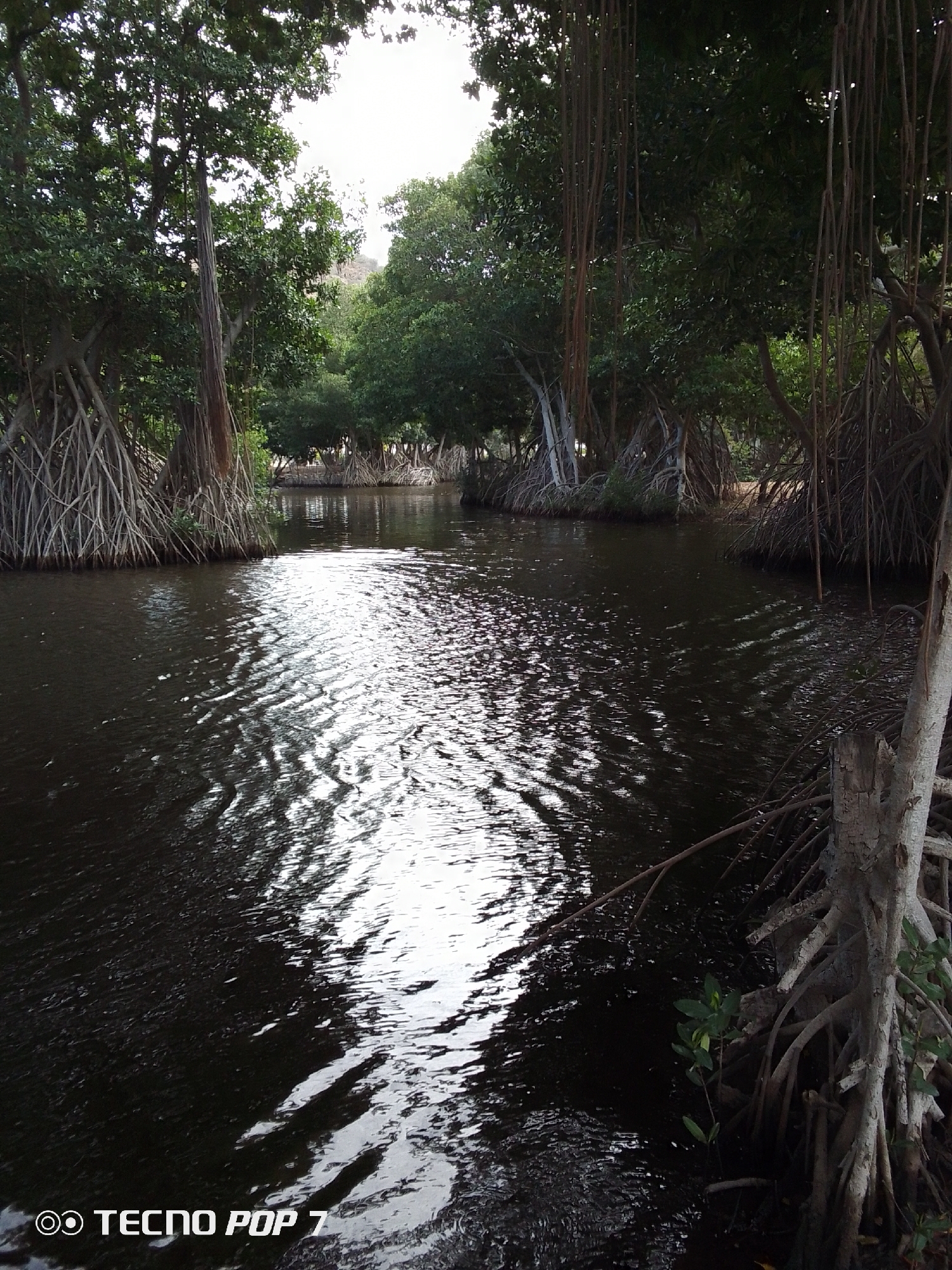 The image depicts a waterway flowing through a mangrove ecosystem. The waterway is dark with rippling water reflecting light, creating bright streaks. The banks are lined with mangrove trees characterized by their stilt roots extending down into the water. Some aerial roots hang from the tree branches. The trees create a dense canopy overhead. The environment seems lush and natural. The TECNO POP 7 watermark suggests the image was captured by a TECNO POP 7 mobile phone. The location is specified as Pedro González, Venezuela.