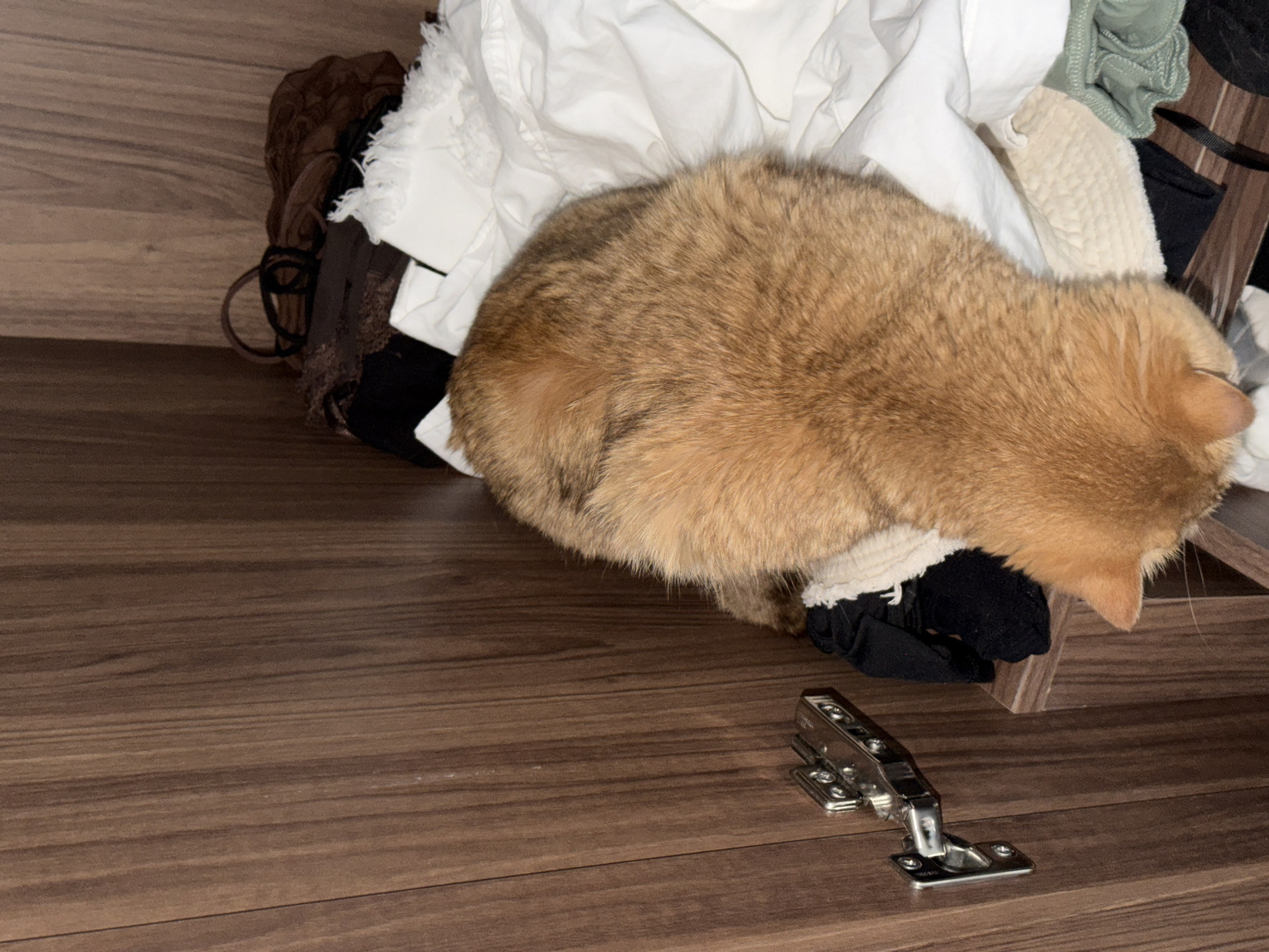 A ginger cat is nestled among various clothing items within a wooden closet. The cat's back is to the viewer, with its head down and partially obscured by its own body and the surrounding fabric. The closet is lined with wood grain panels, and a silver hinge is visible on the left side of the frame. The clothing appears to be a mix of colors and textures, including white, black, brown, and green. The cat's fur is short and dense, with variations in shading. The scene is dimly lit, suggesting an indoor environment.