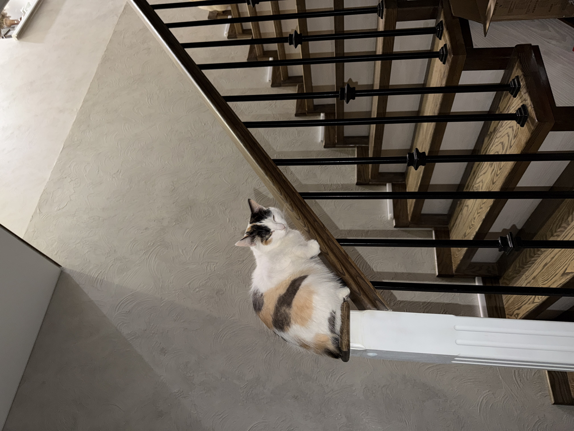 A medium shot depicts a calico cat lying horizontally on a white ledge attached to a wooden staircase with black metal railings. The cat's head is facing upwards. The wall behind the staircase has a textured, beige finish. The location is in Rossiyskiy, Russia.