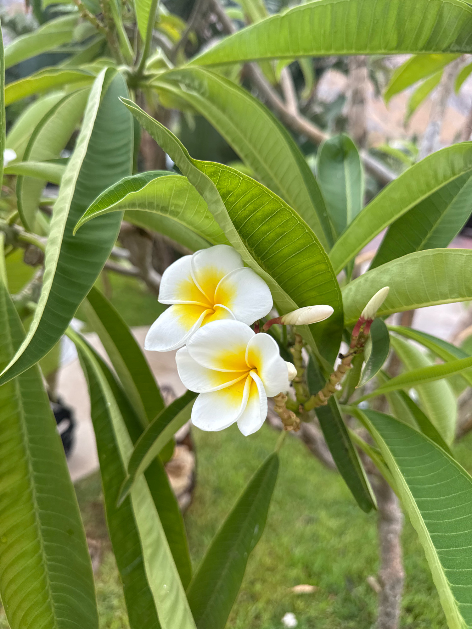 The image displays a close-up view of two white and yellow plumeria flowers with green leaves. The flowers have five petals each, with a vibrant yellow center. The leaves are elongated and have a textured surface. In the background, a blurry green lawn and the trunk of a tree are visible. The setting appears to be outdoors. There is no indication of the specific location within the city of Isola delle Femmine, Italy. The image is a still photograph with no discernible actions or interactions taking place.
