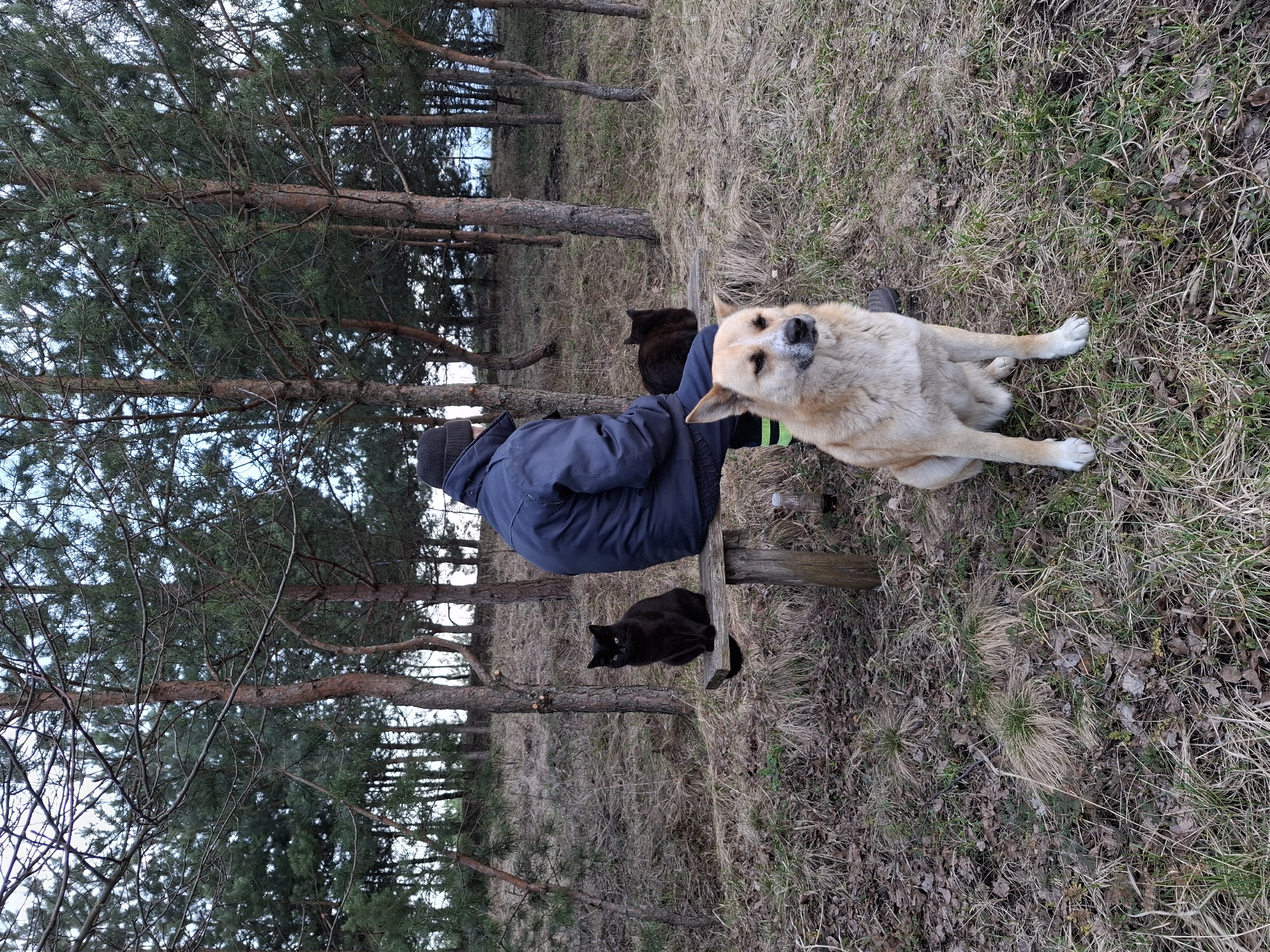In Khlevnoye, Russia, a person wearing a dark blue jacket and dark hat is seated on a wooden bench. A light-colored dog is sitting on the ground next to the bench, looking at the camera. There is a black cat visible on the bench and another one on the ground near the bench. The setting appears to be a wooded area with tall trees and dry grass.